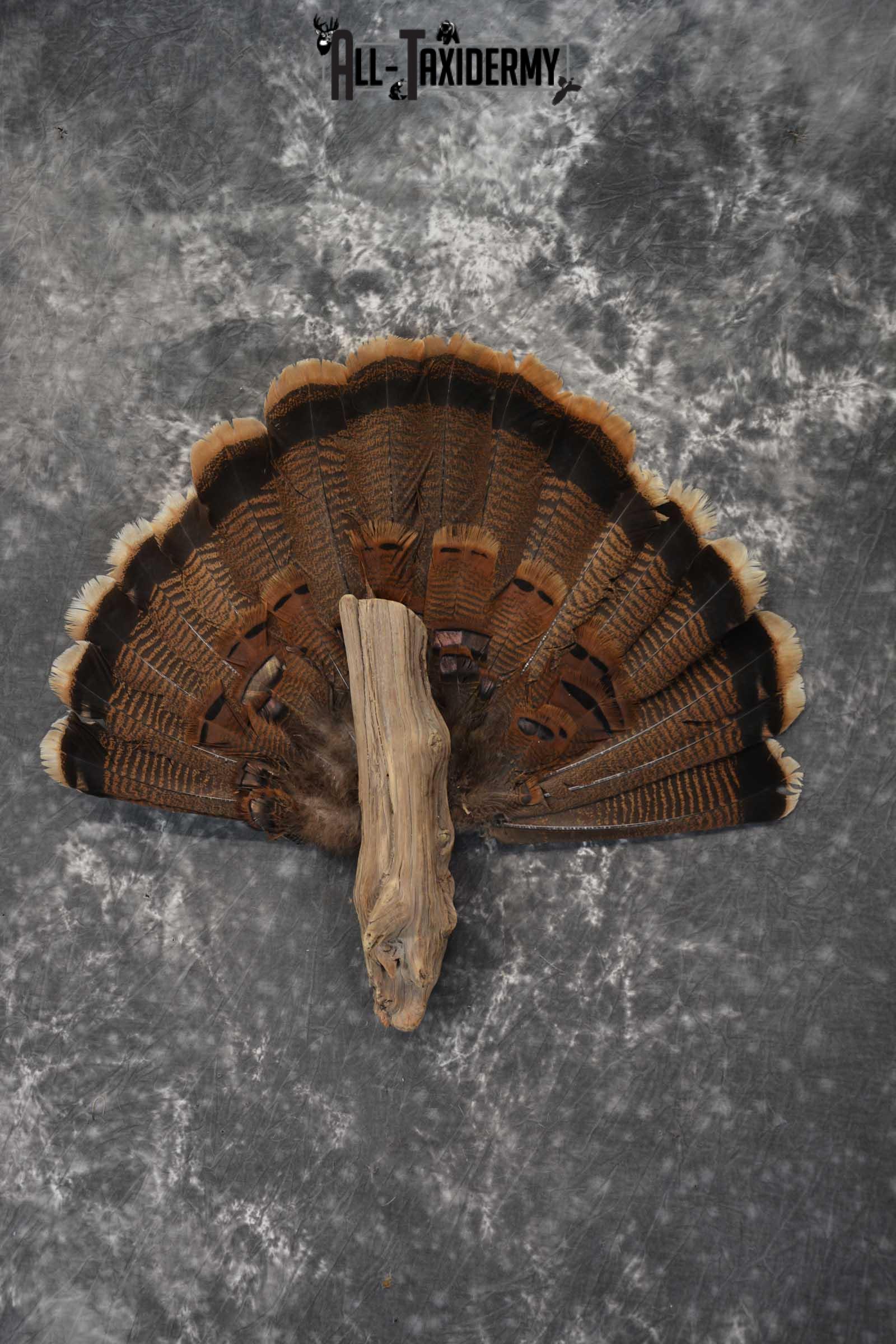 Eastern Turkey fan SKU 1710 - Image 5