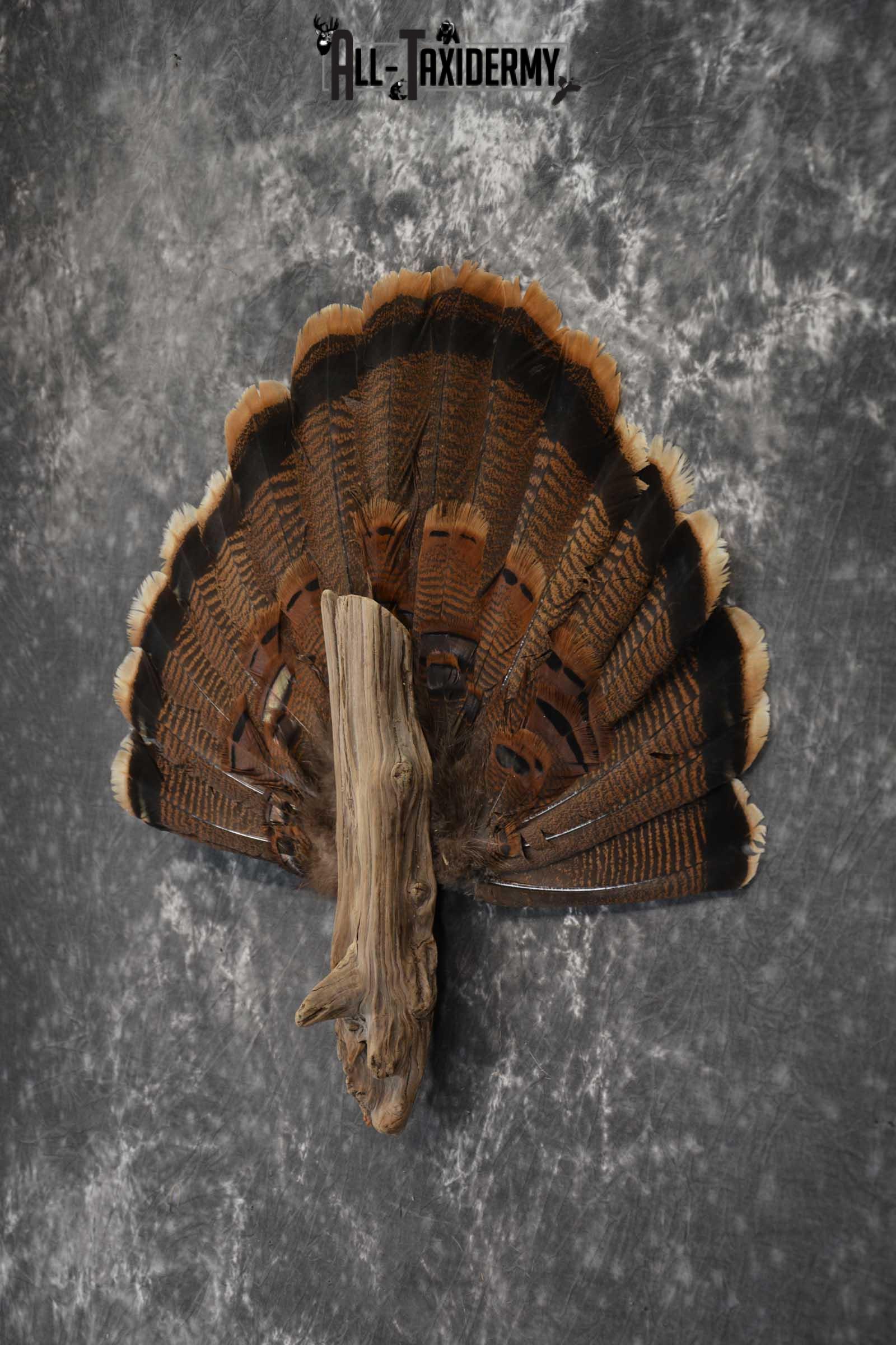 Eastern Turkey fan SKU 1710 - Image 4