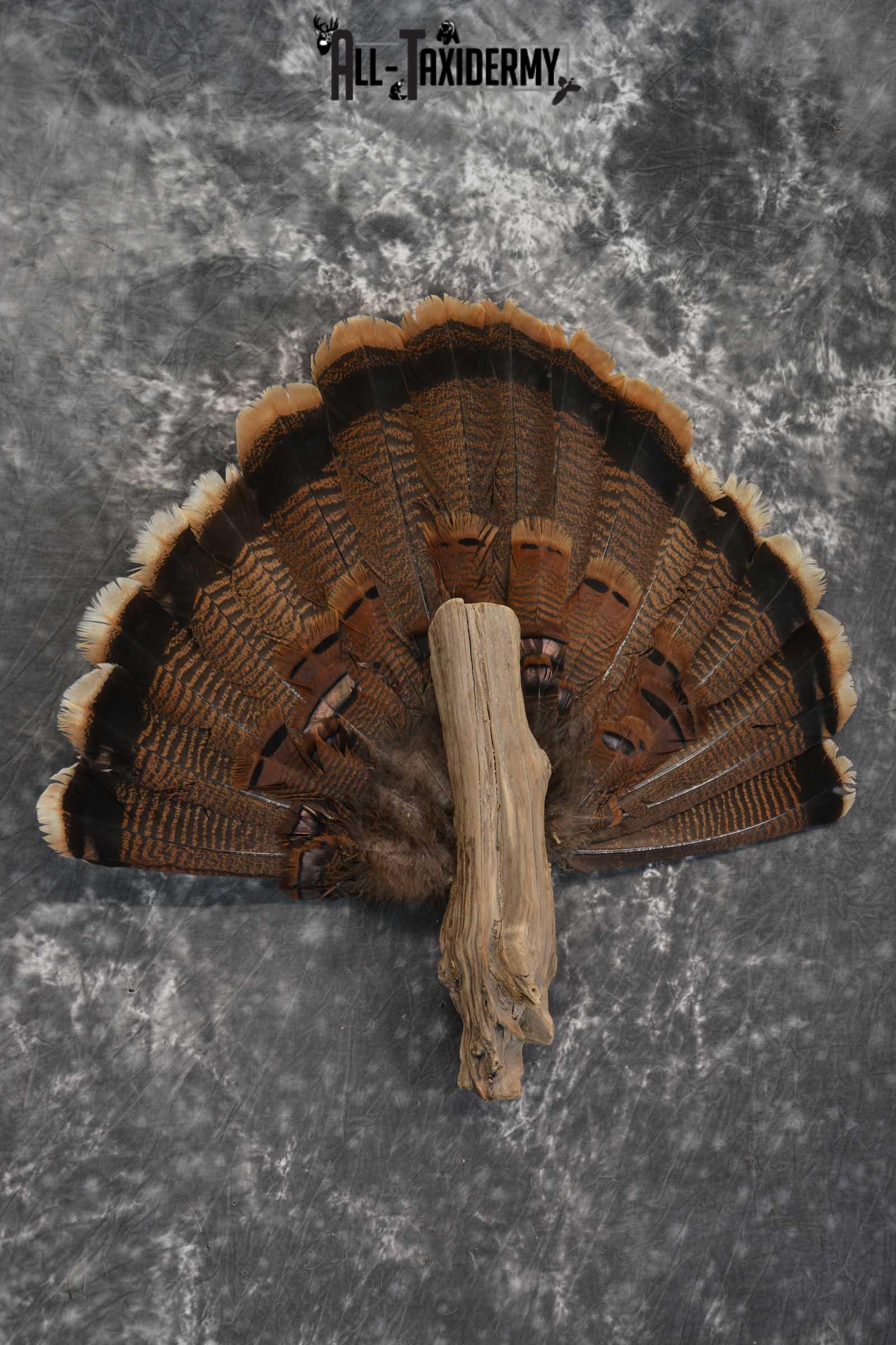 Eastern Turkey fan SKU 1710 - Image 3