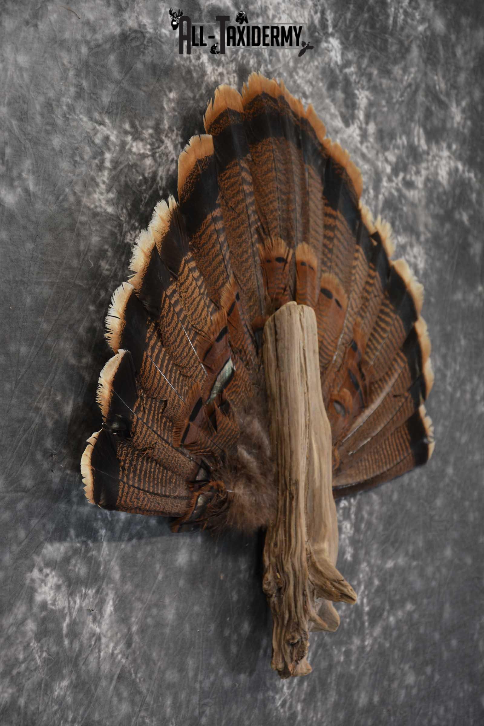 Eastern Turkey fan SKU 1710 - Image 2