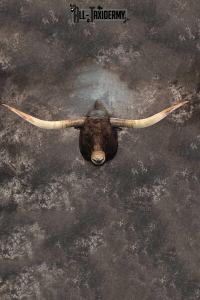 Texas Long horn taxidermy shoulder mount for sale SKU 1732