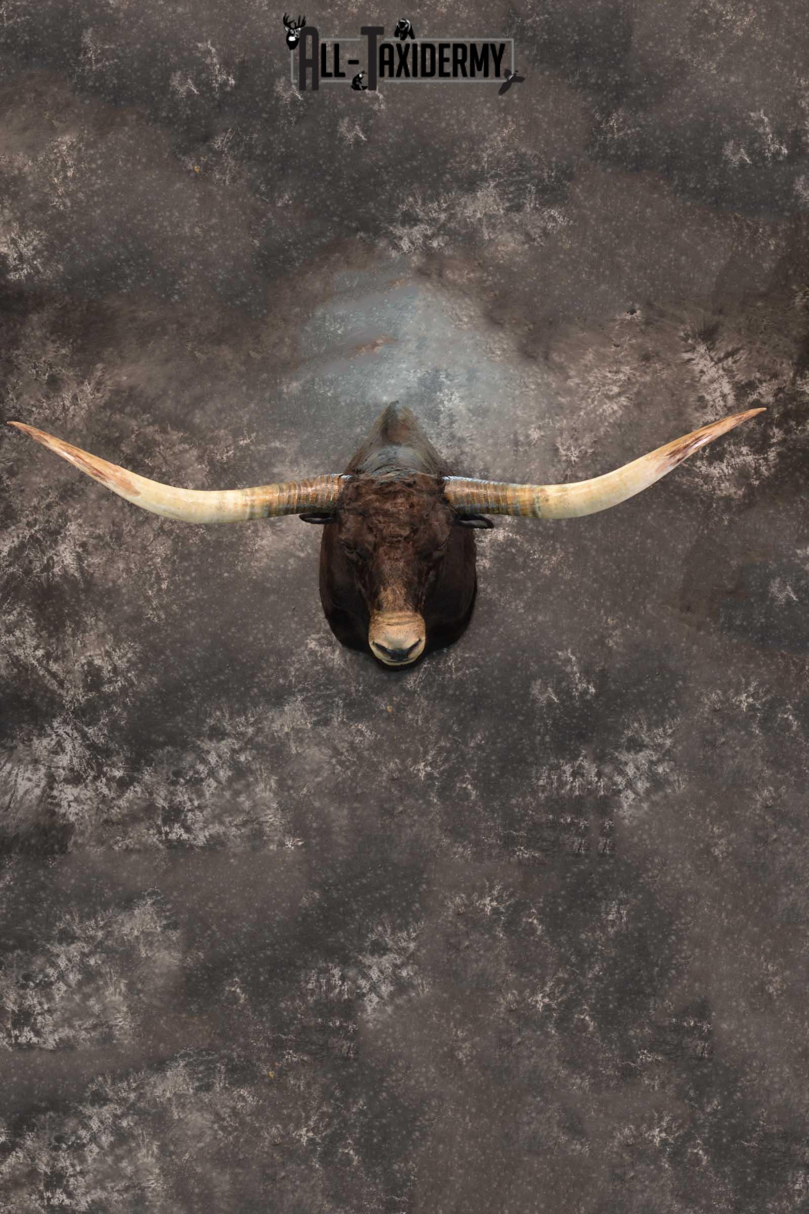 Texas Long horn taxidermy shoulder mount for sale SKU 1732