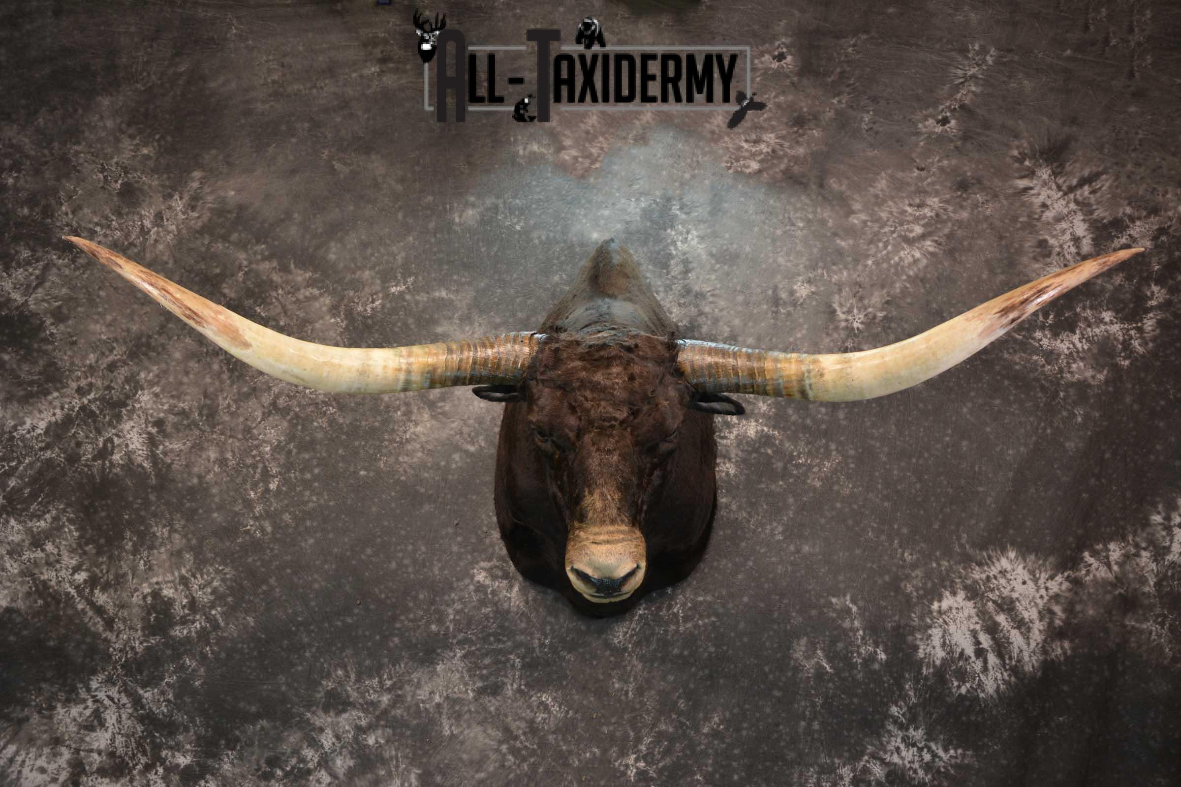 Texas Long horn taxidermy shoulder mount for sale SKU 1732 - Image 2