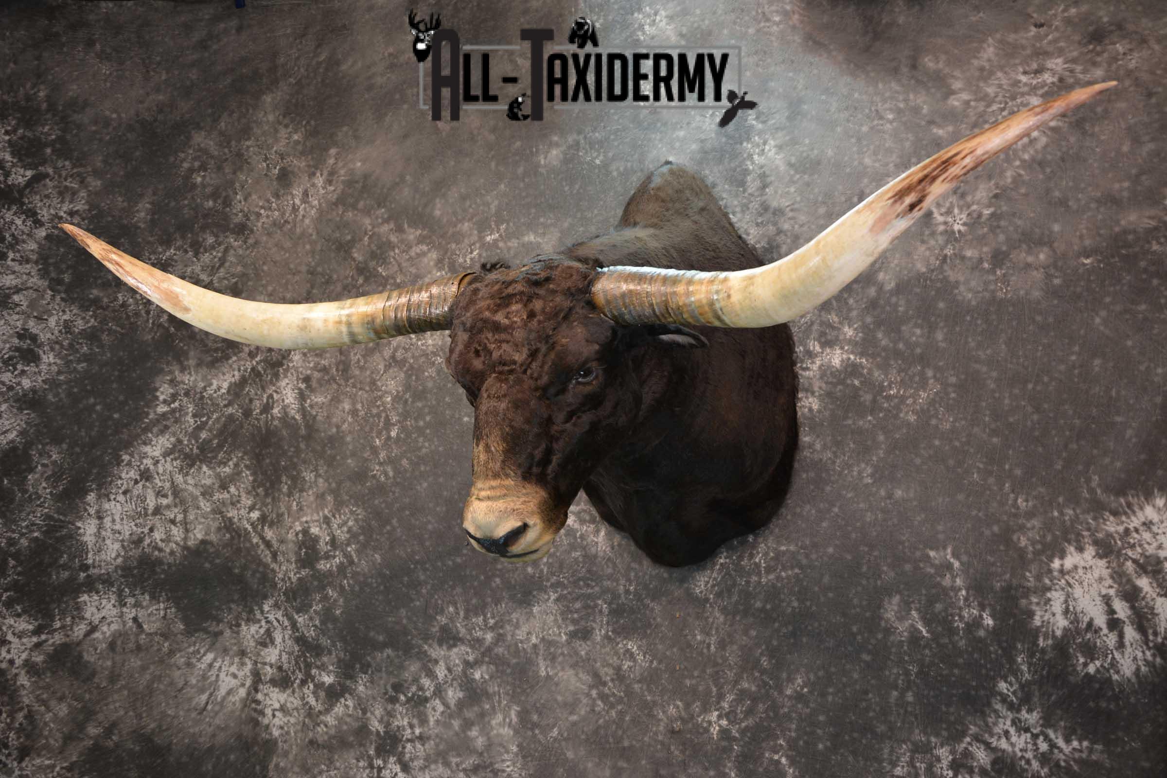 Texas Long horn taxidermy shoulder mount for sale SKU 1732 - Image 3