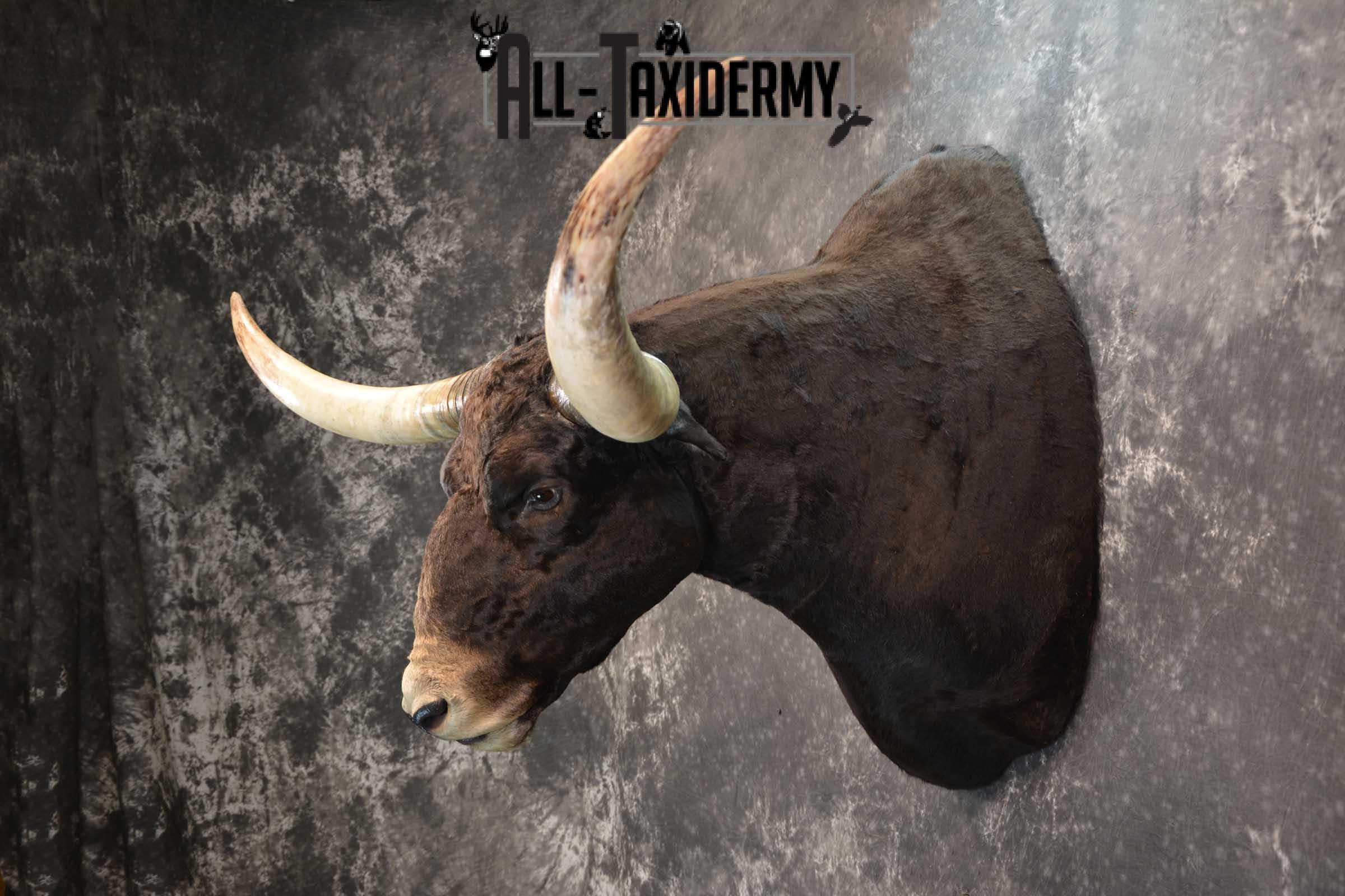 Texas Long horn taxidermy shoulder mount for sale SKU 1732 - Image 4