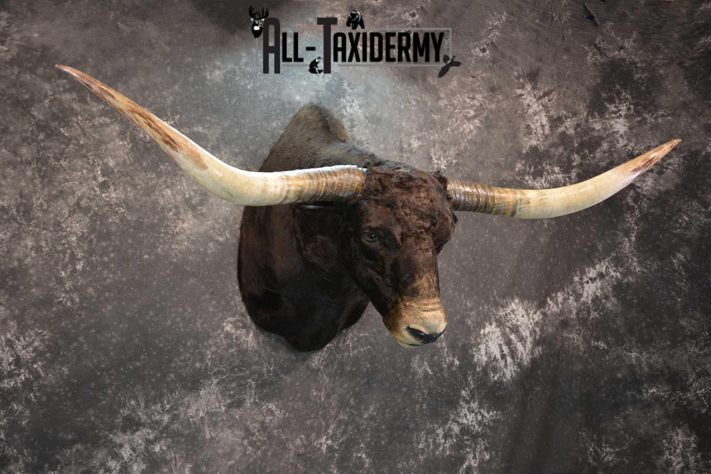 Texas Long horn taxidermy shoulder mount for sale SKU 1732 - Image 5