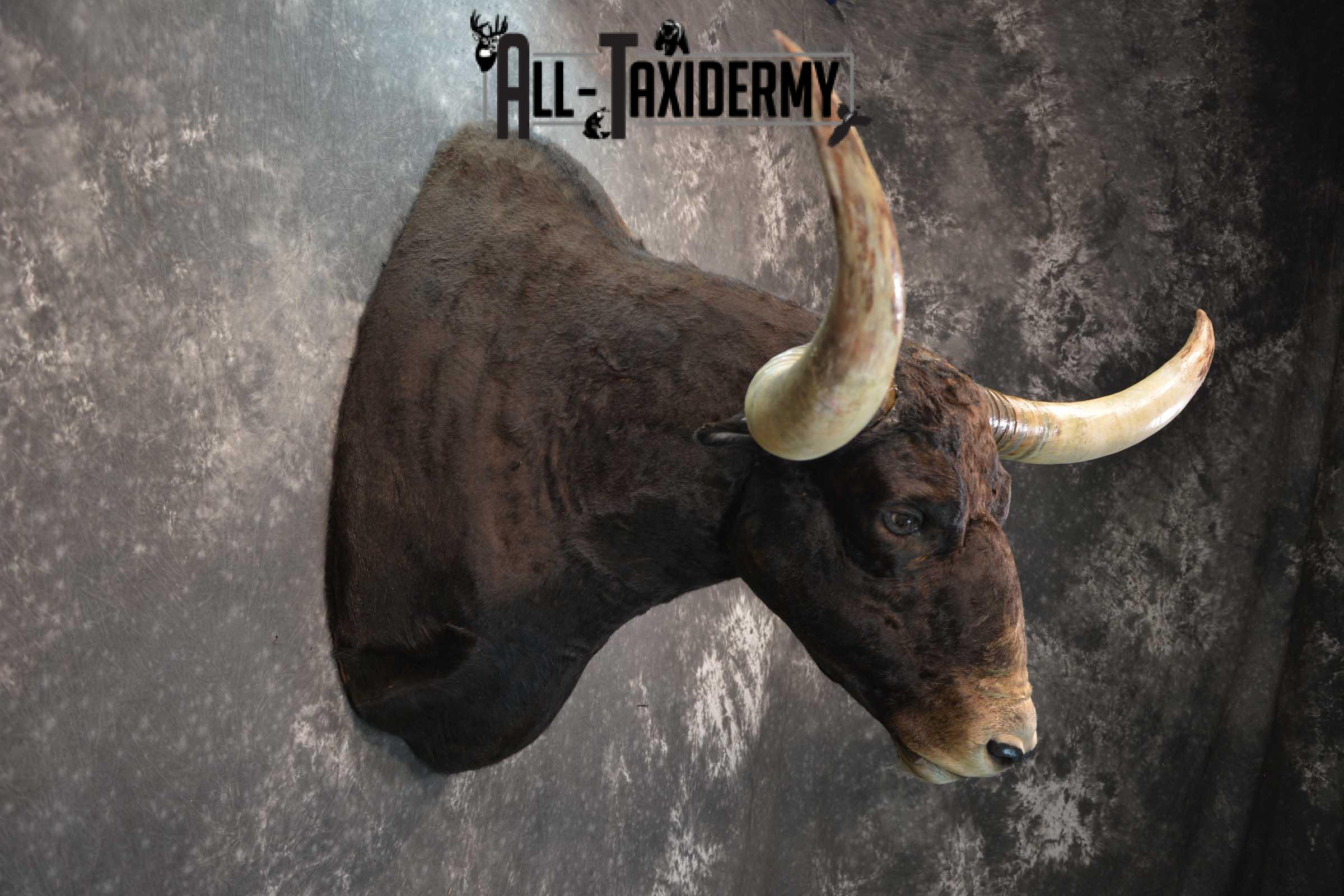 Texas Long horn taxidermy shoulder mount for sale SKU 1732 - Image 6