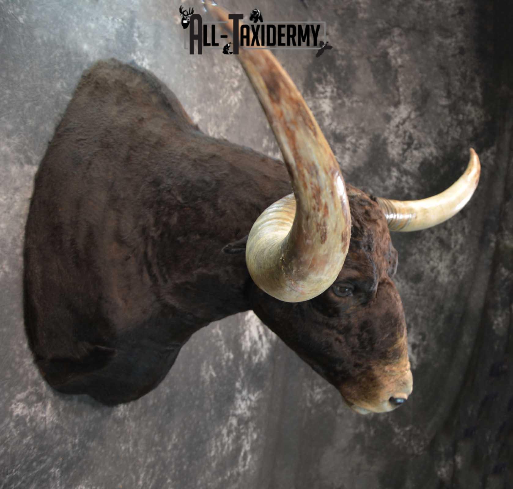 Texas Long horn taxidermy shoulder mount for sale SKU 1732 - Image 7