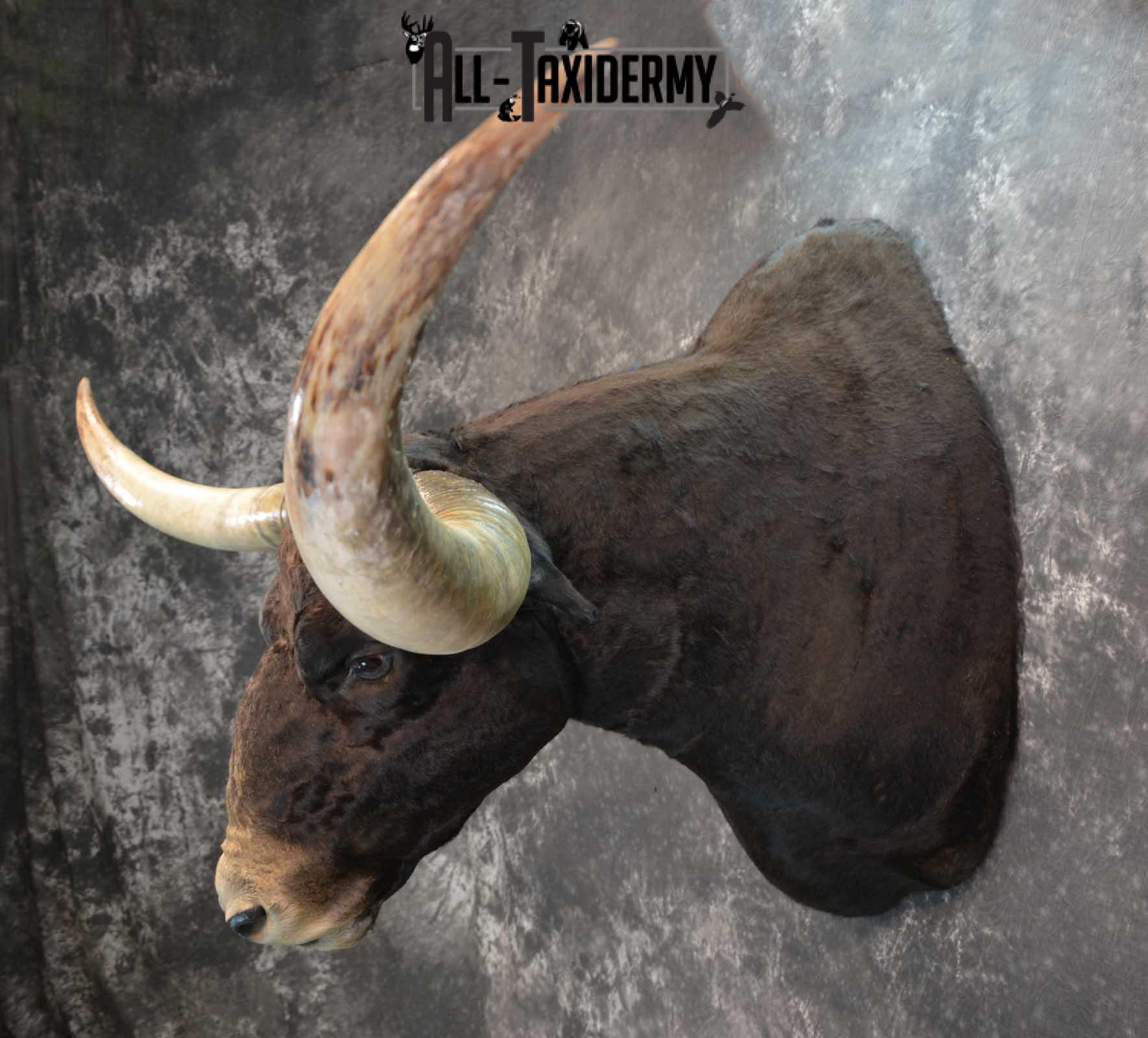 Texas Long horn taxidermy shoulder mount for sale SKU 1732 - Image 8