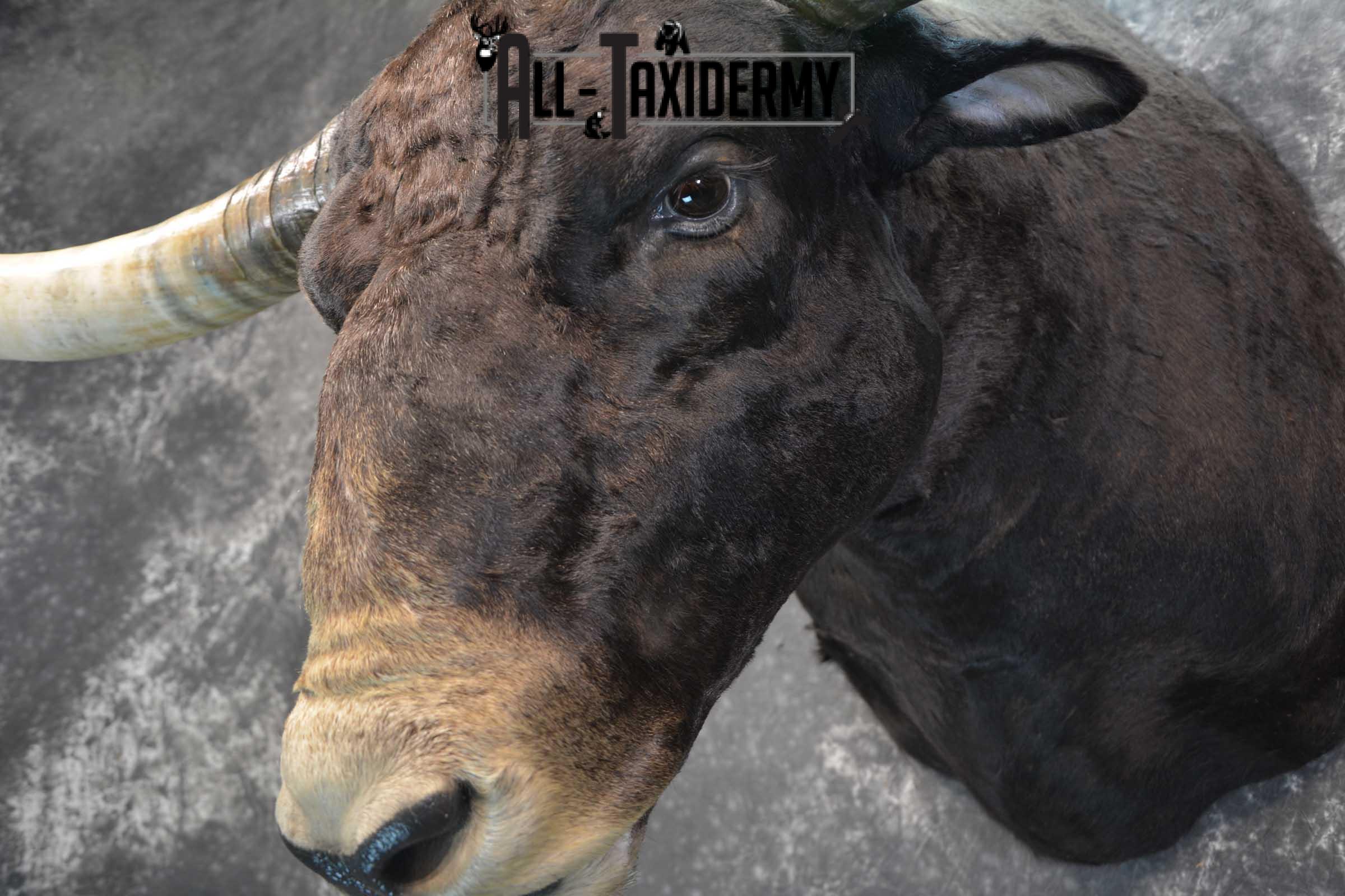 Texas Long horn taxidermy shoulder mount for sale SKU 1732 - Image 9