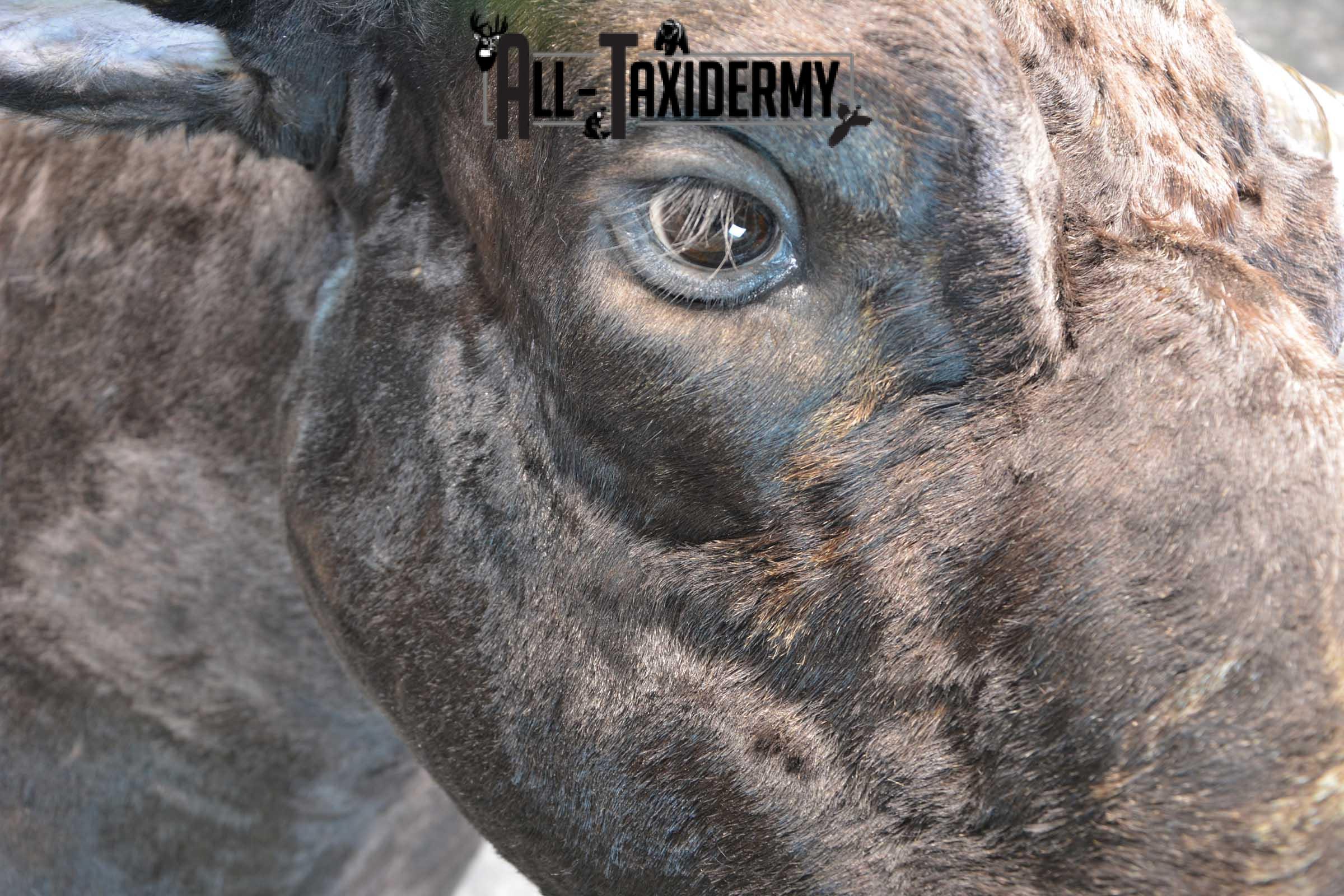 Texas Long horn taxidermy shoulder mount for sale SKU 1732 - Image 11