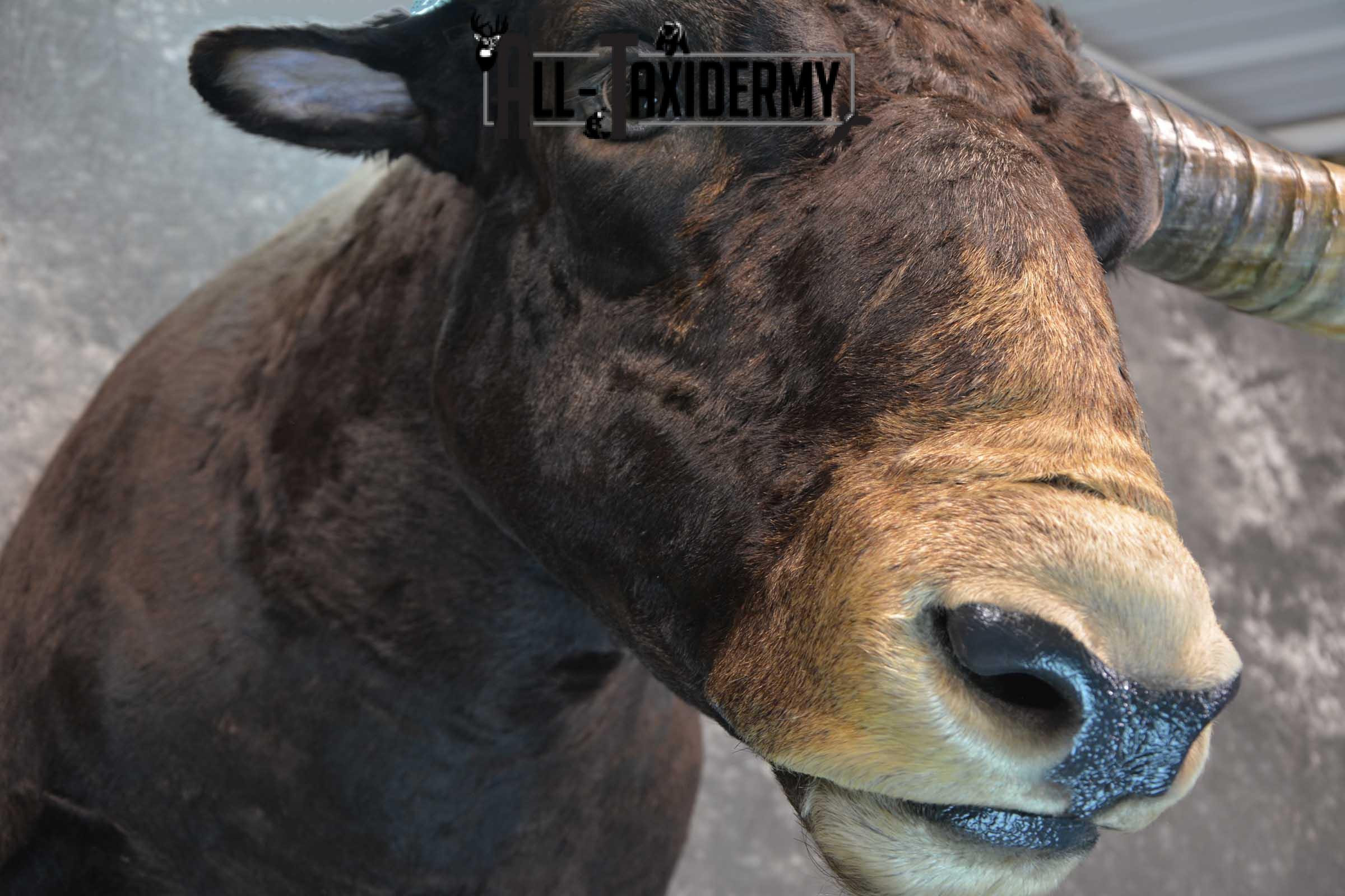 Texas Long horn taxidermy shoulder mount for sale SKU 1732 - Image 12