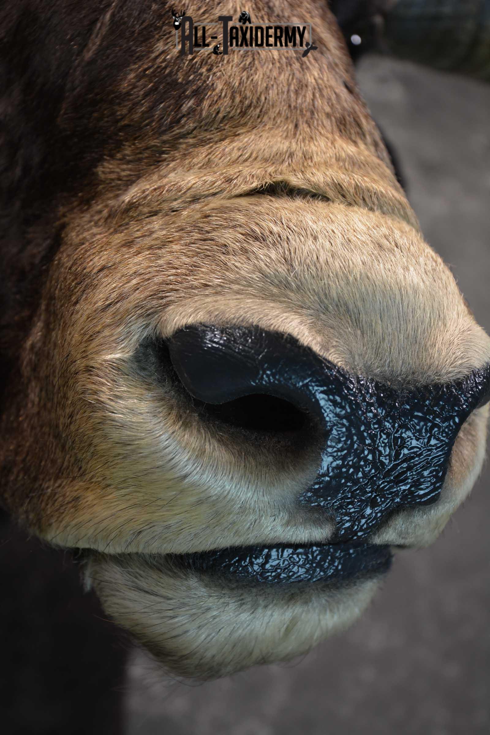 Texas Long horn taxidermy shoulder mount for sale SKU 1732 - Image 13