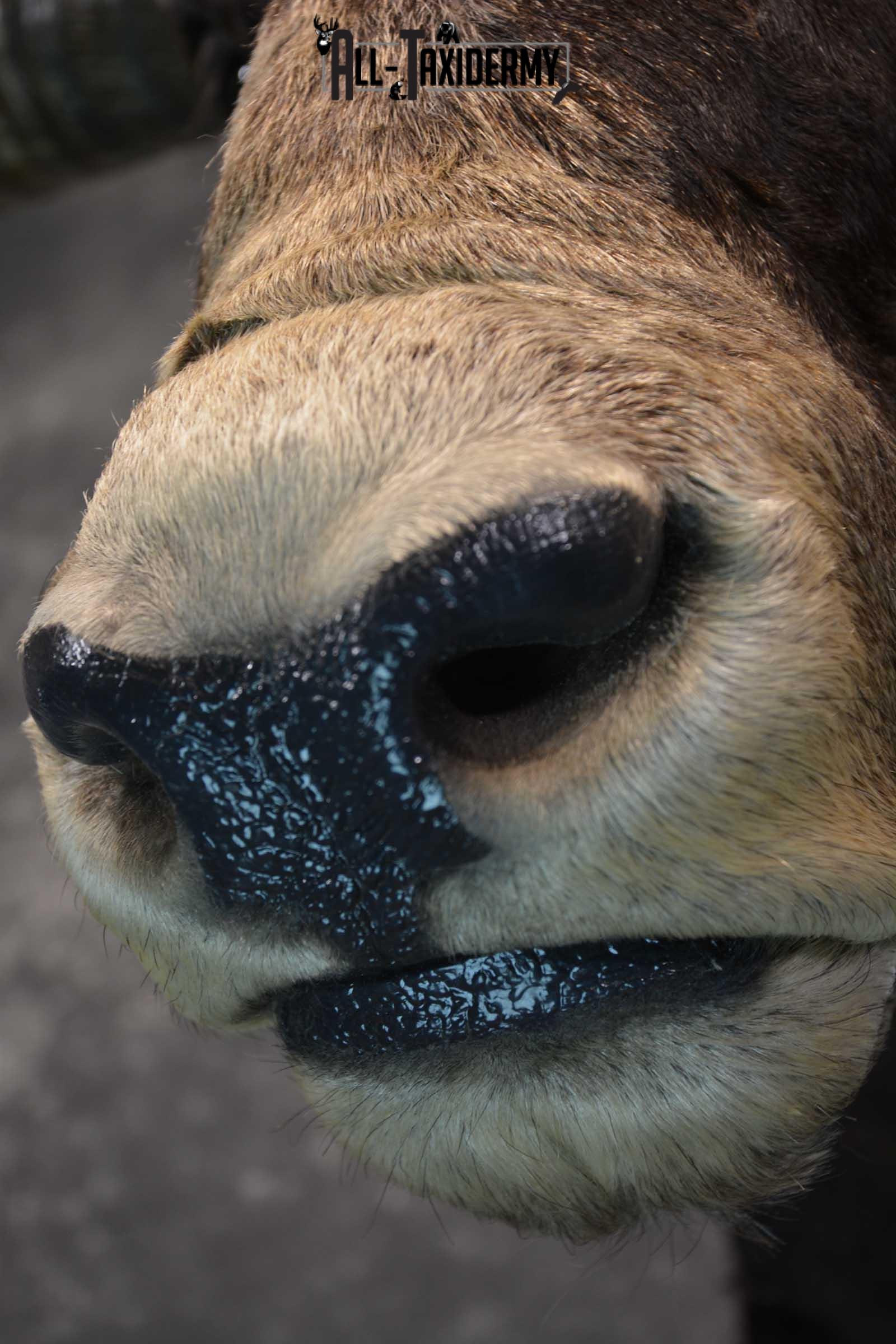 Texas Long horn taxidermy shoulder mount for sale SKU 1732 - Image 14