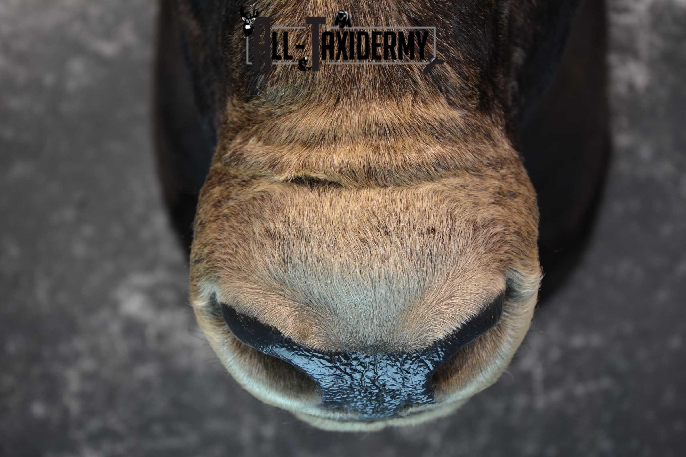 Texas Long horn taxidermy shoulder mount for sale SKU 1732 - Image 15