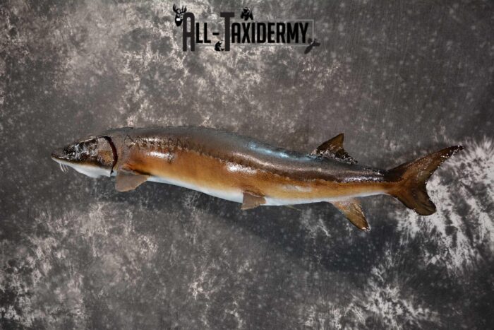 Sturgeon Fish Mount Taxidermy real skin SKU 1741