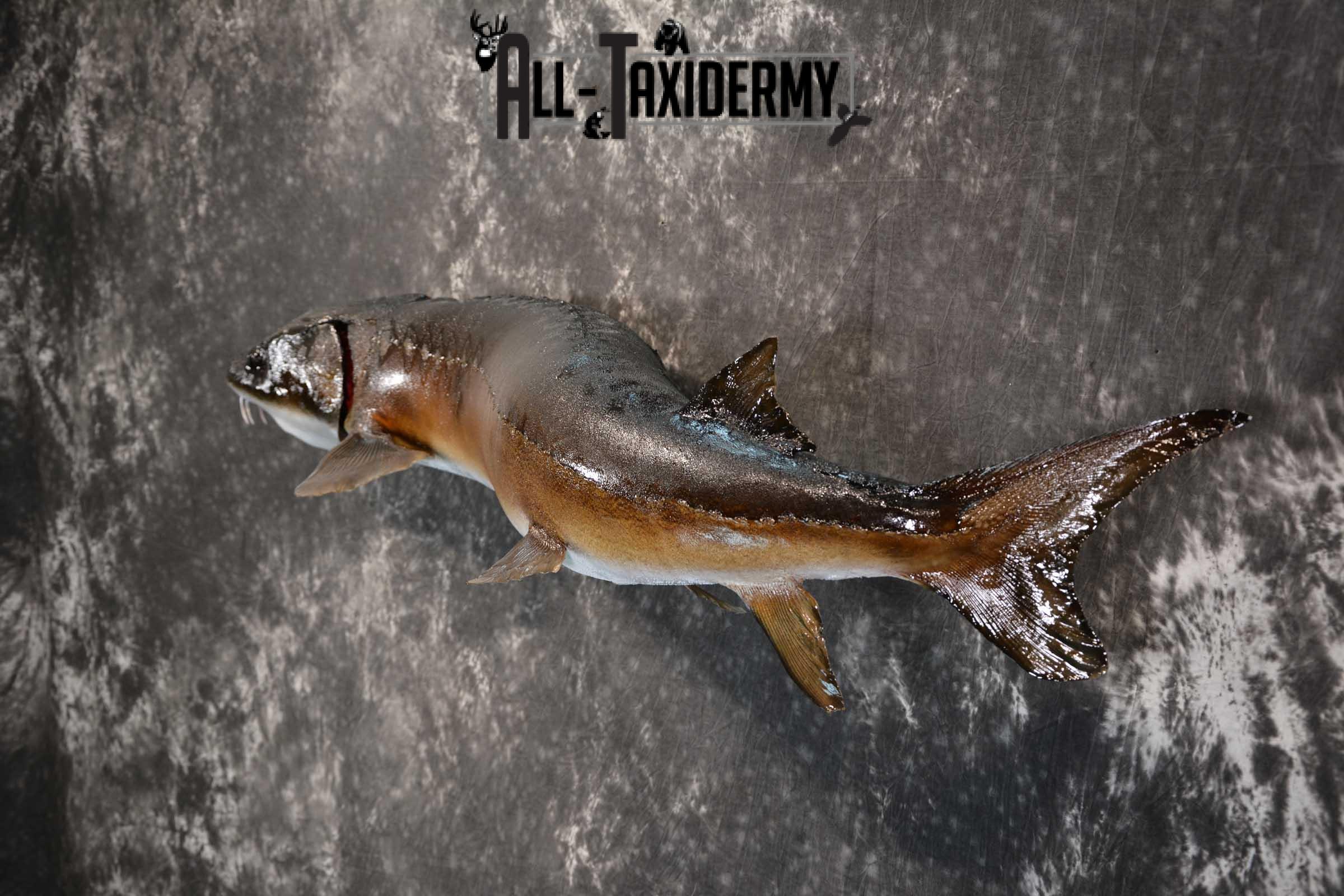 Sturgeon Fish Mount Taxidermy real skin SKU 1741