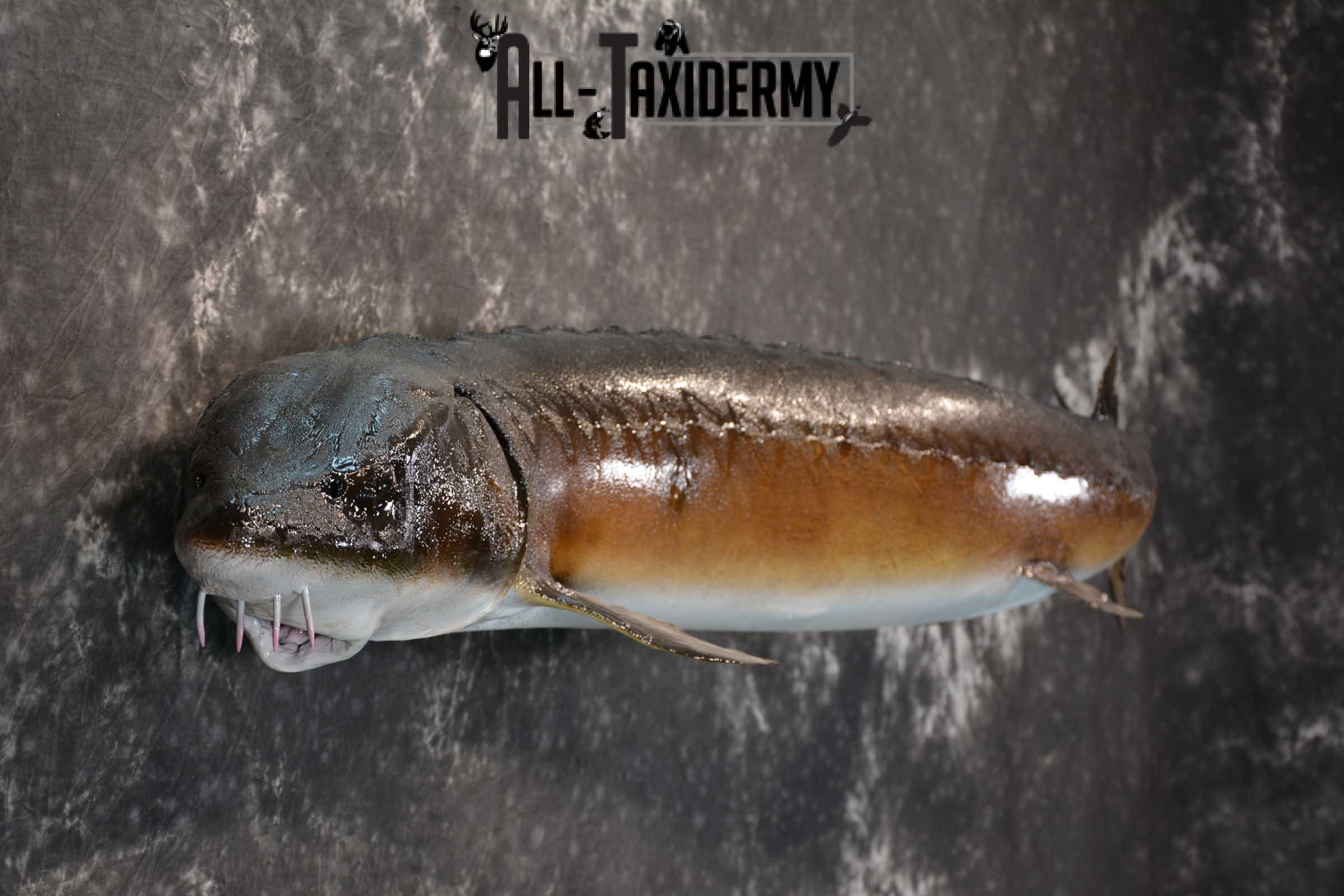 Sturgeon Fish Mount Taxidermy real skin SKU 1741