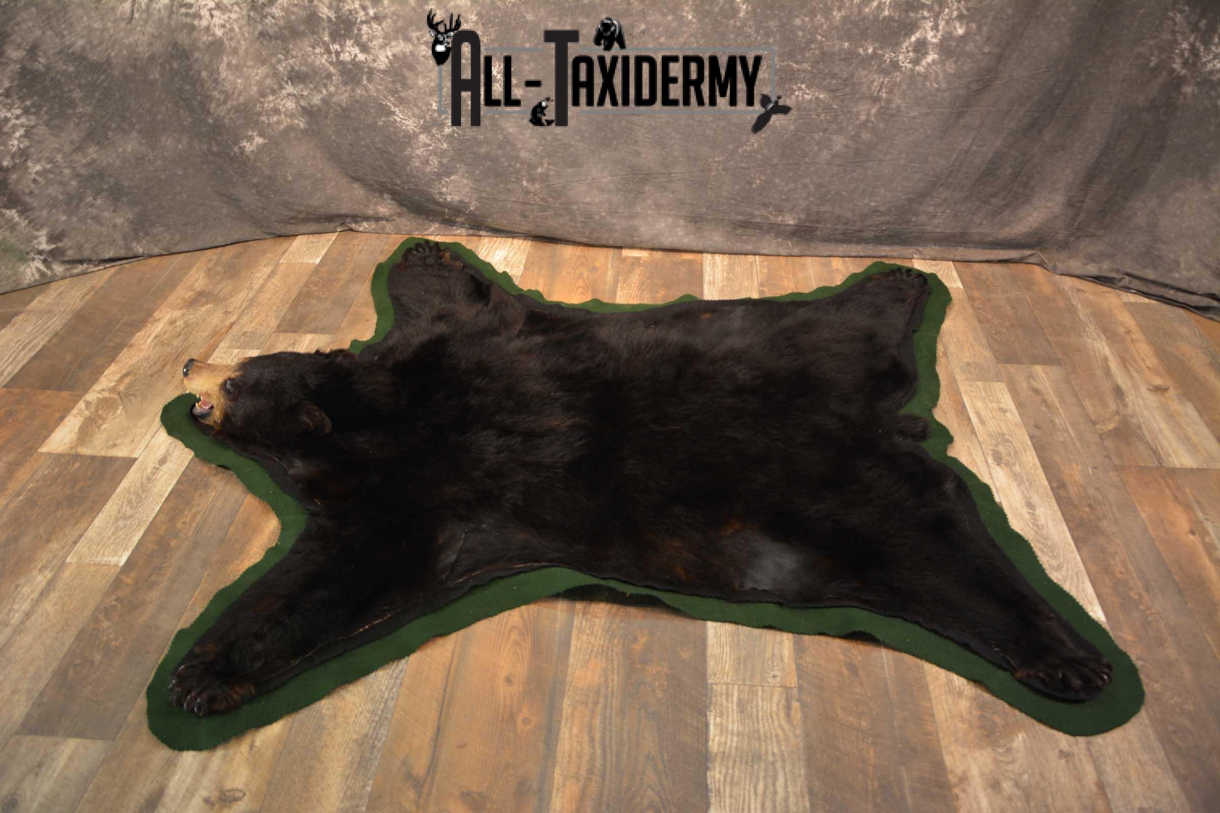 Black Bear Taxidermy Rug SKU 1740 - Image 8
