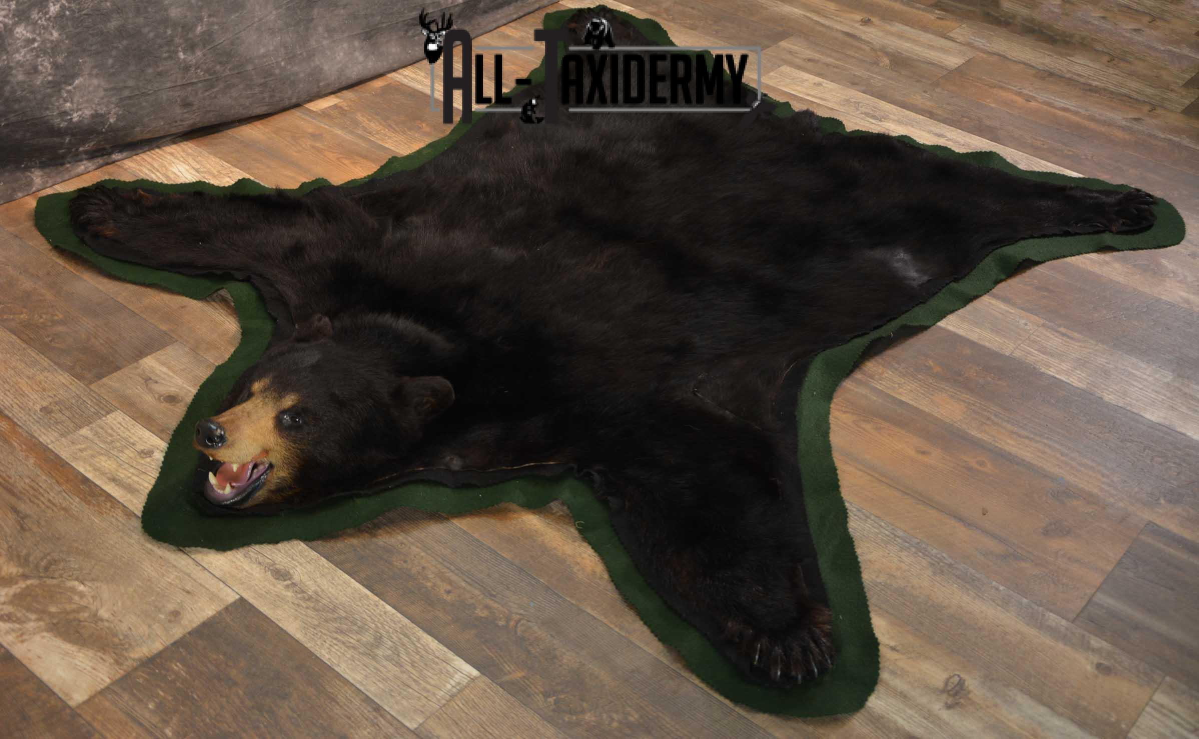 Black Bear Taxidermy Rug SKU 1740 - Image 7