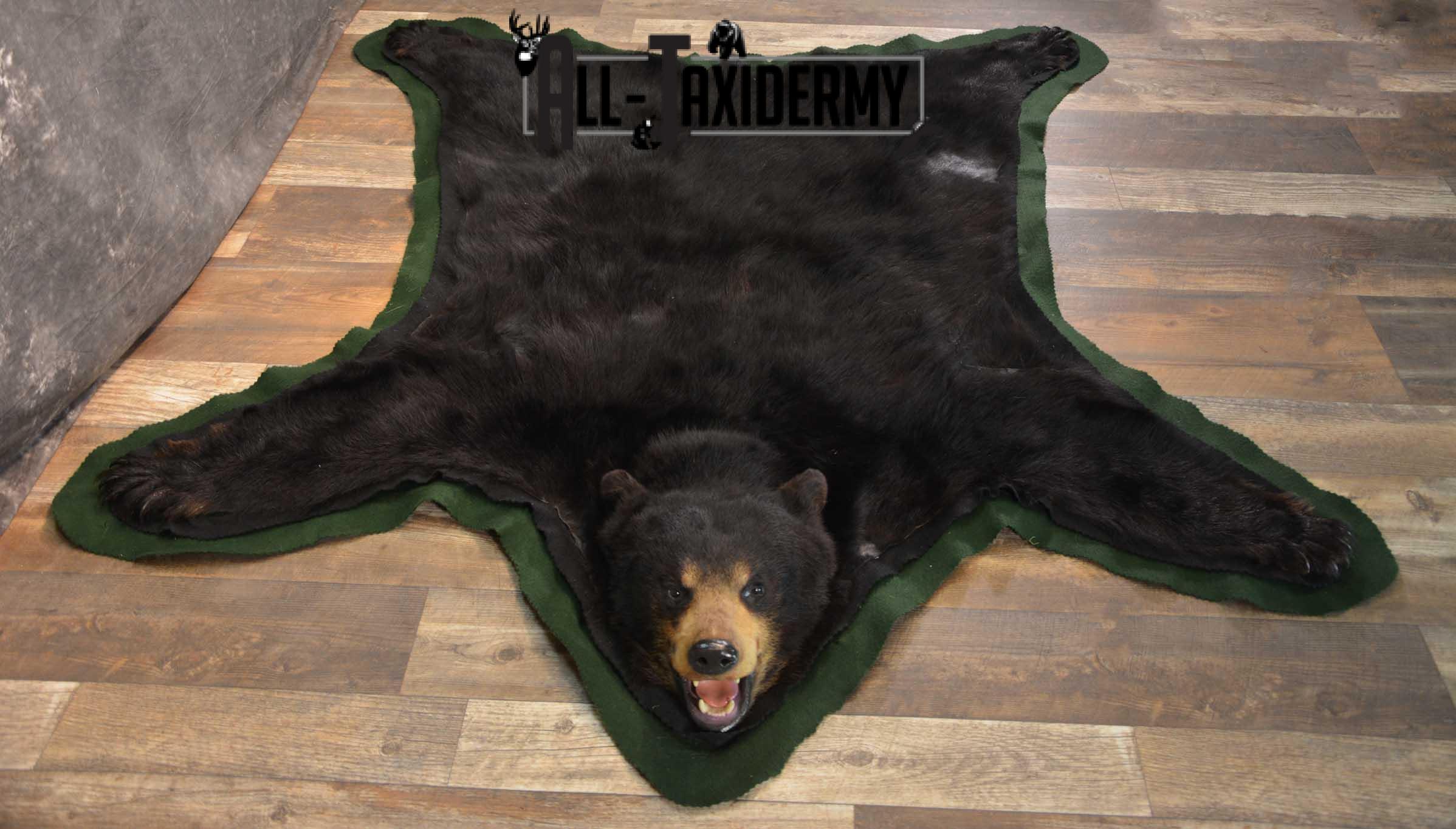 Black Bear Taxidermy Rug SKU 1740 - Image 6