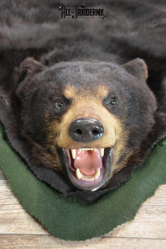 Black Bear Taxidermy Rug SKU 1740 All Taxidermy