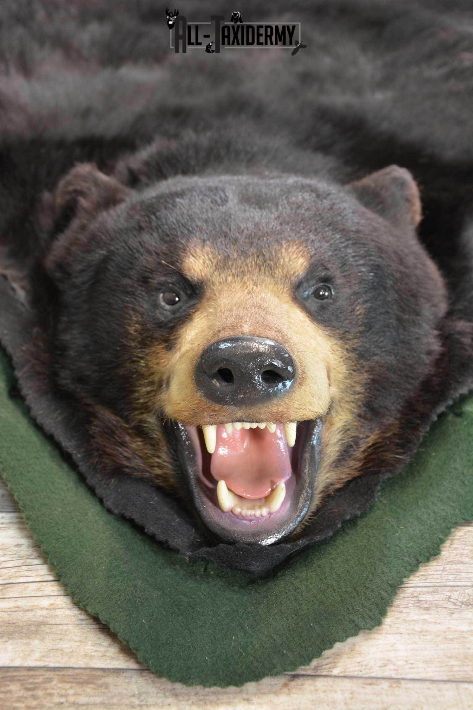 Black Bear Taxidermy Rug SKU 1740