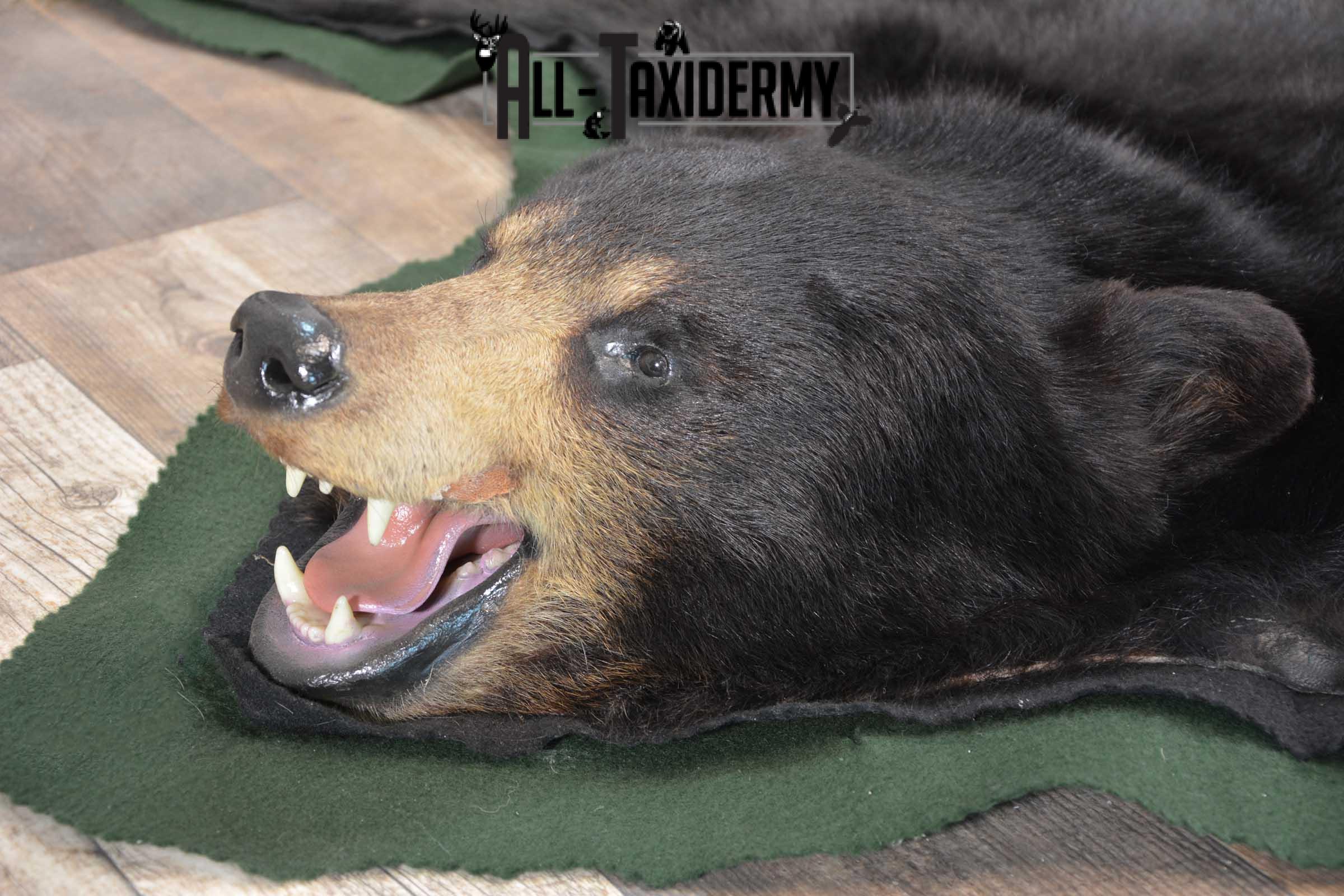 Black Bear Taxidermy Rug SKU 1740 - Image 2