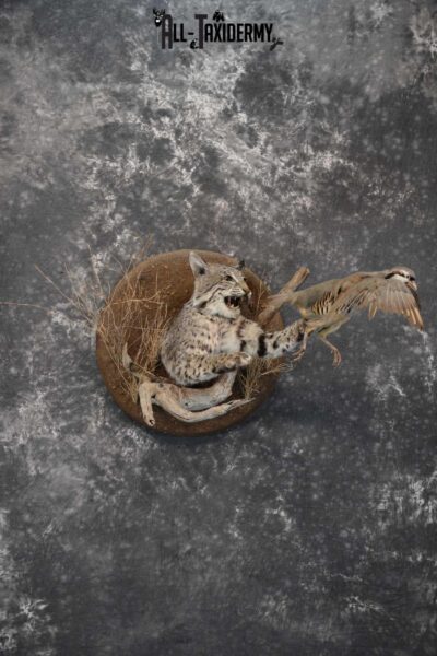 1/2 Body bobcat w/ Chukar Partridge Taxidermy mount for sale SKU 1788