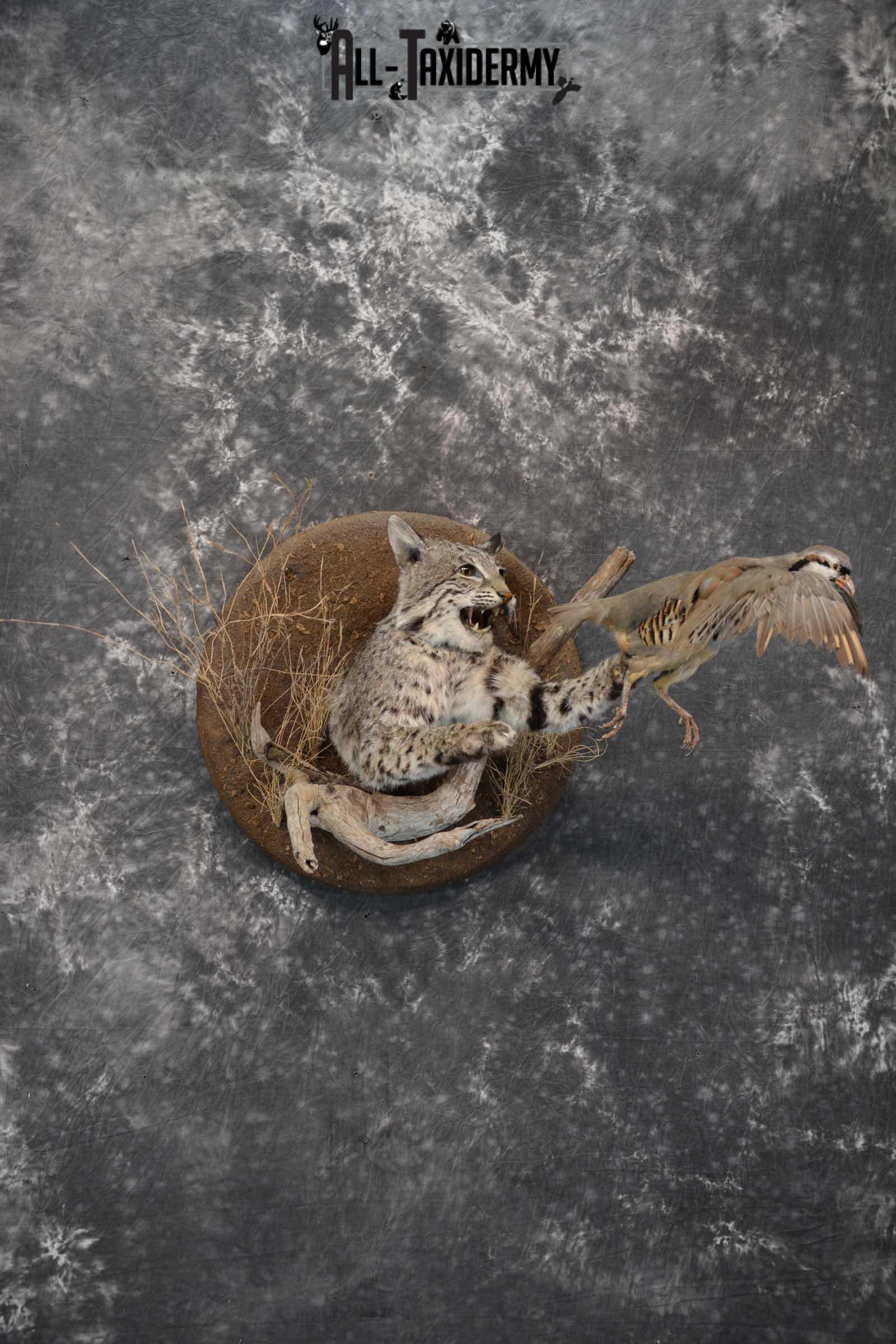 1/2 Body bobcat w/ Chukar Partridge Taxidermy mount for sale SKU 1788