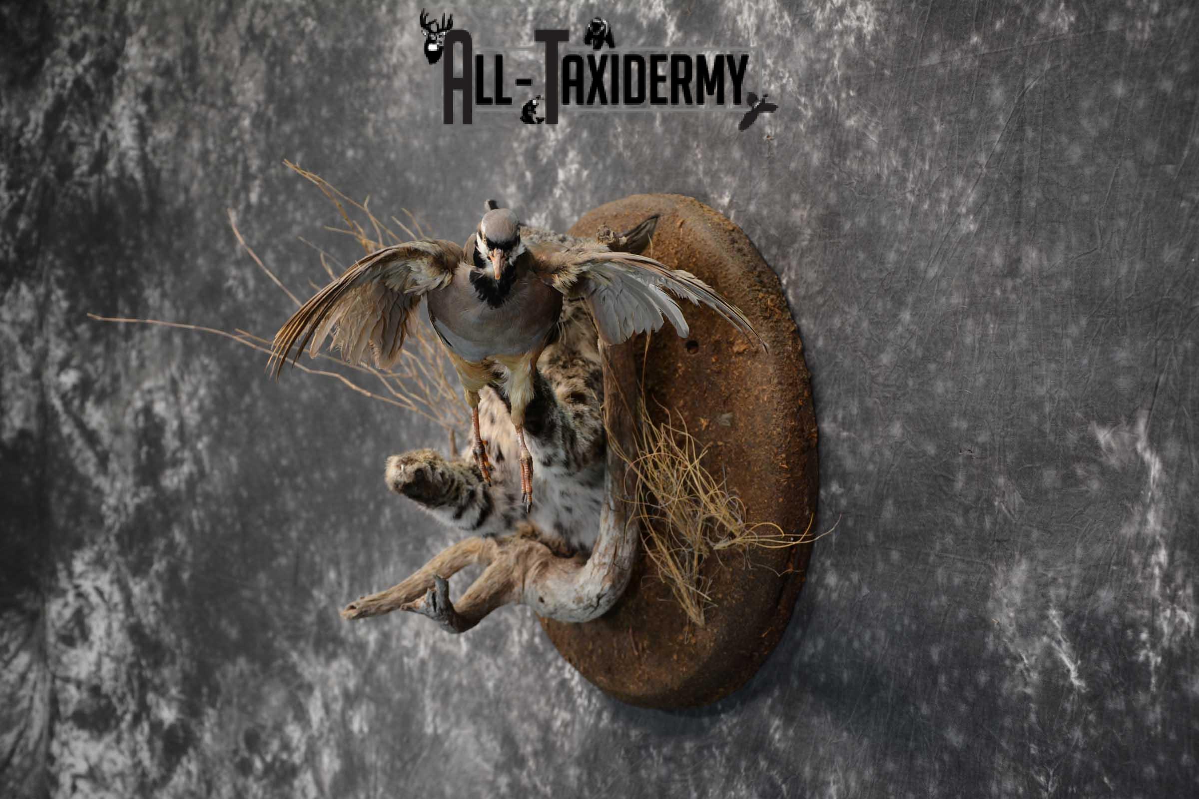 1/2 Body bobcat w/ Chukar Partridge Taxidermy mount for sale SKU 1788 - Image 8