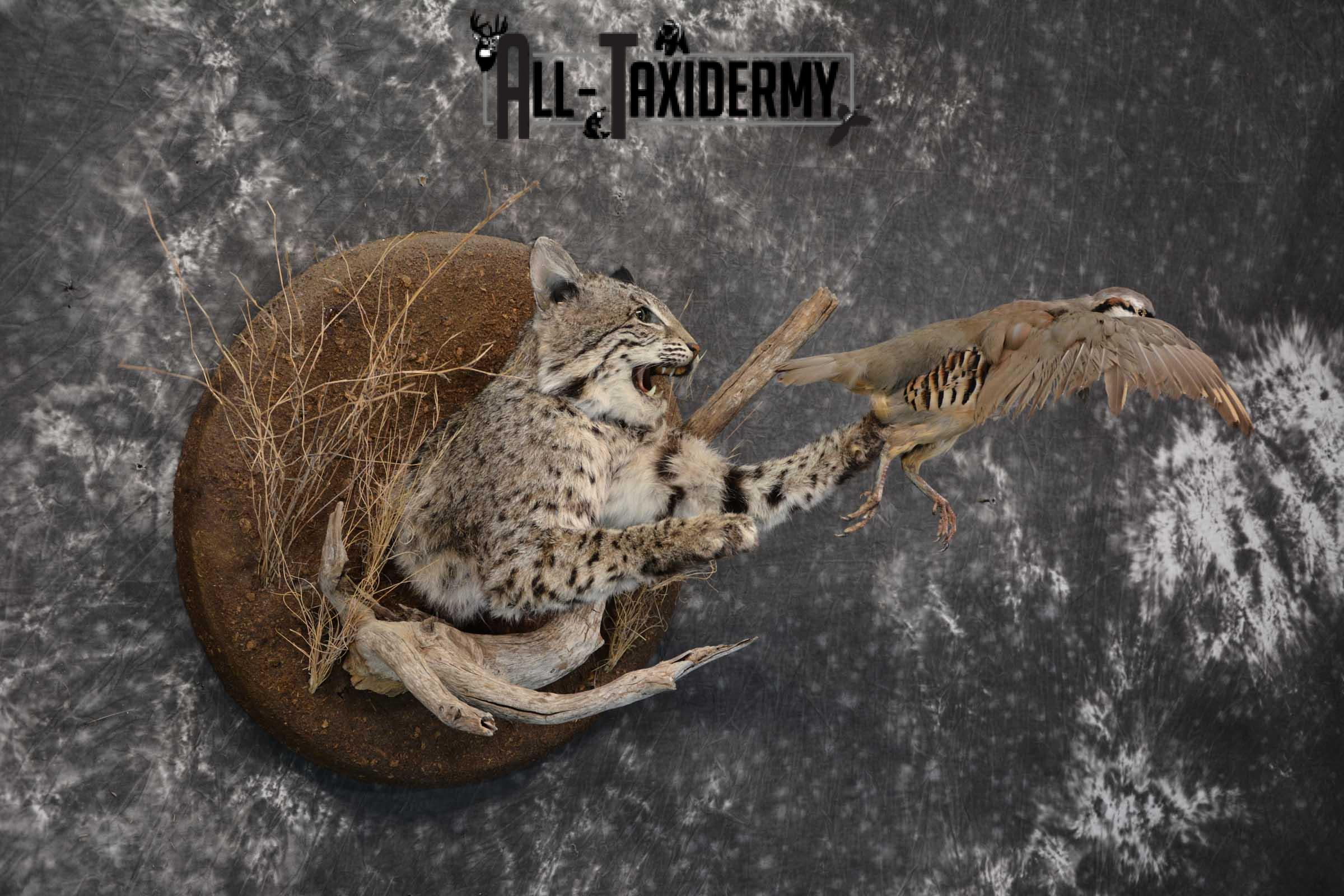 1/2 Body bobcat w/ Chukar Partridge Taxidermy mount for sale SKU 1788 - Image 7