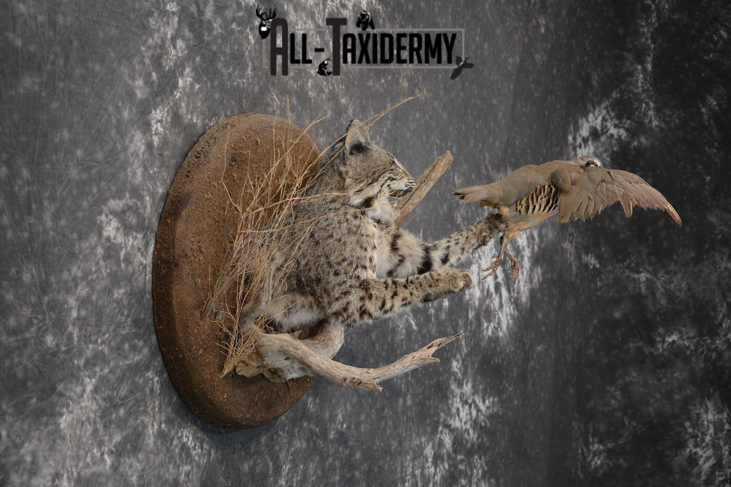 1/2 Body bobcat w/ Chukar Partridge Taxidermy mount for sale SKU 1788 - Image 6