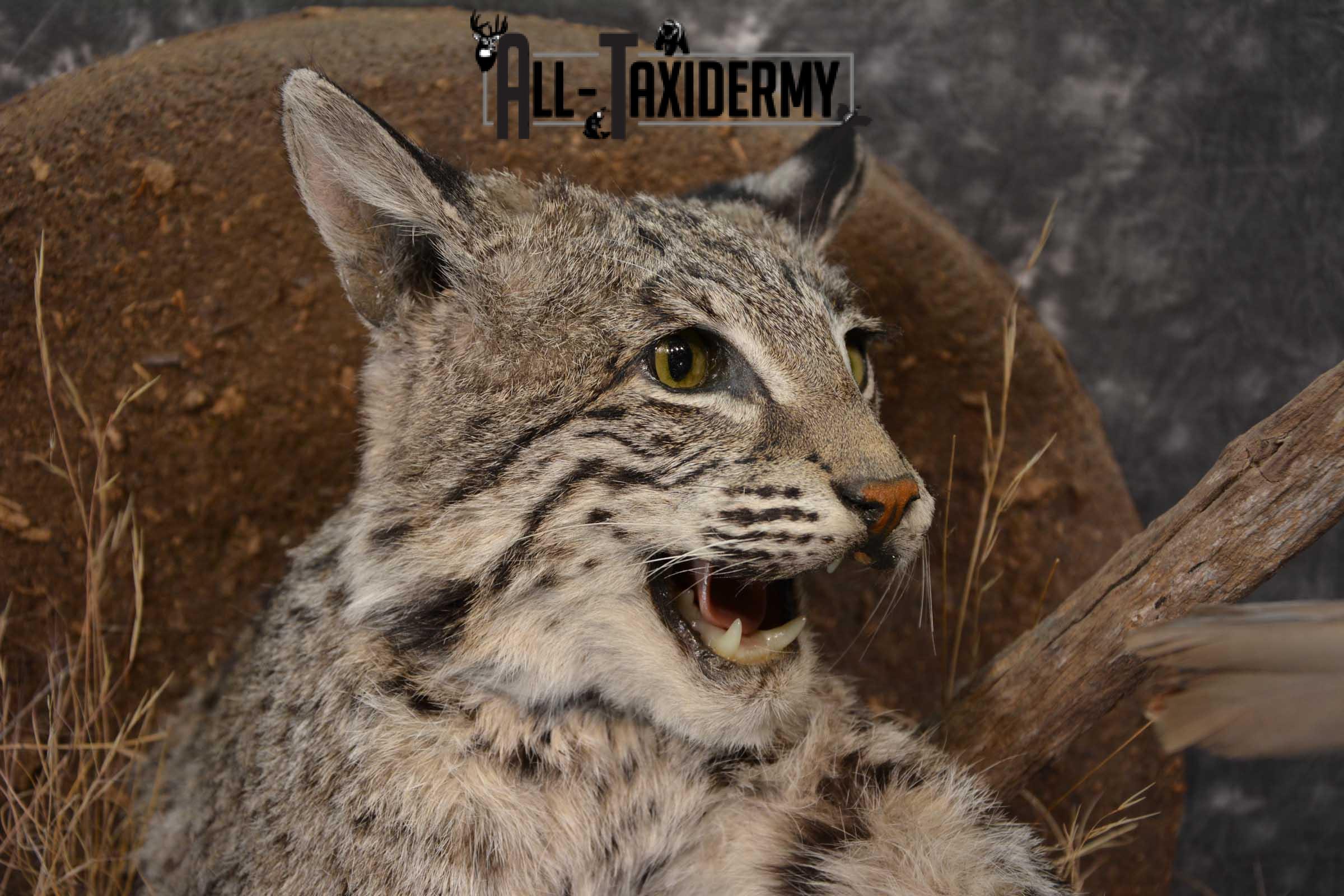 Bobcat Mount - Sahana's Taxidermy - Predator Hunting - NJ Woods & Water