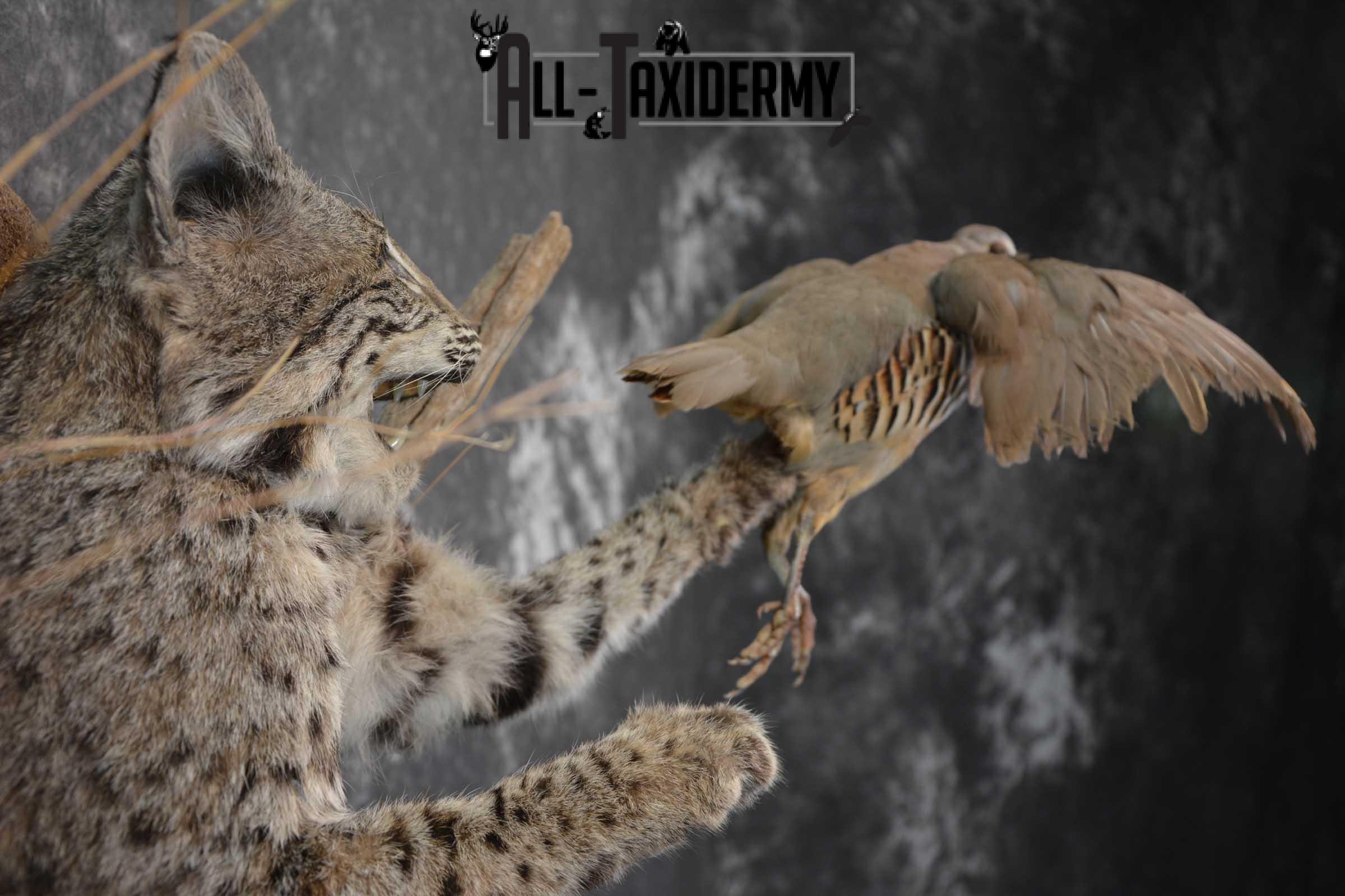 1/2 Body bobcat w/ Chukar Partridge Taxidermy mount for sale SKU 1788 - Image 2