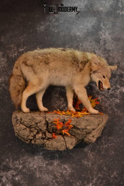Full body Coyote Taxidermy mount for sale SKU 1827