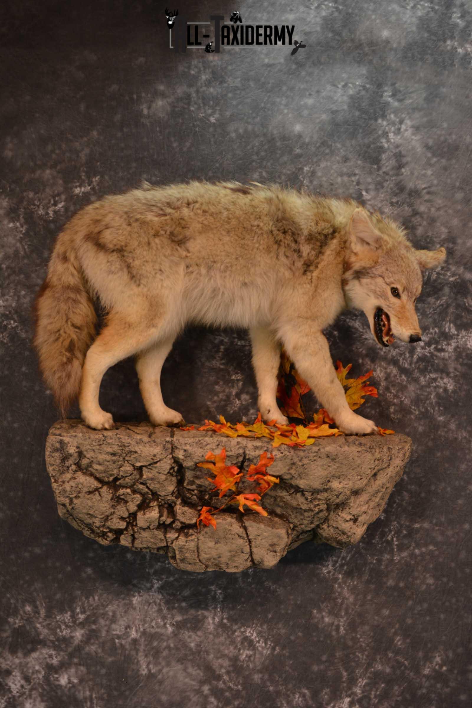 Full body Coyote Taxidermy mount for sale SKU 1827