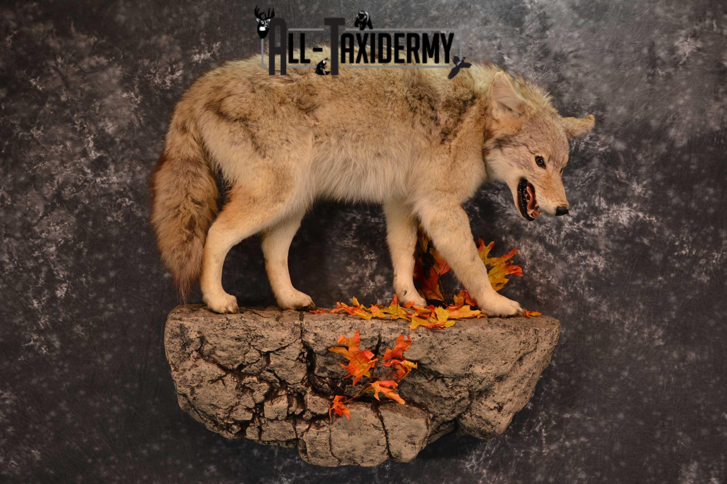 Full body Coyote Taxidermy mount for sale SKU 1827 - Image 9