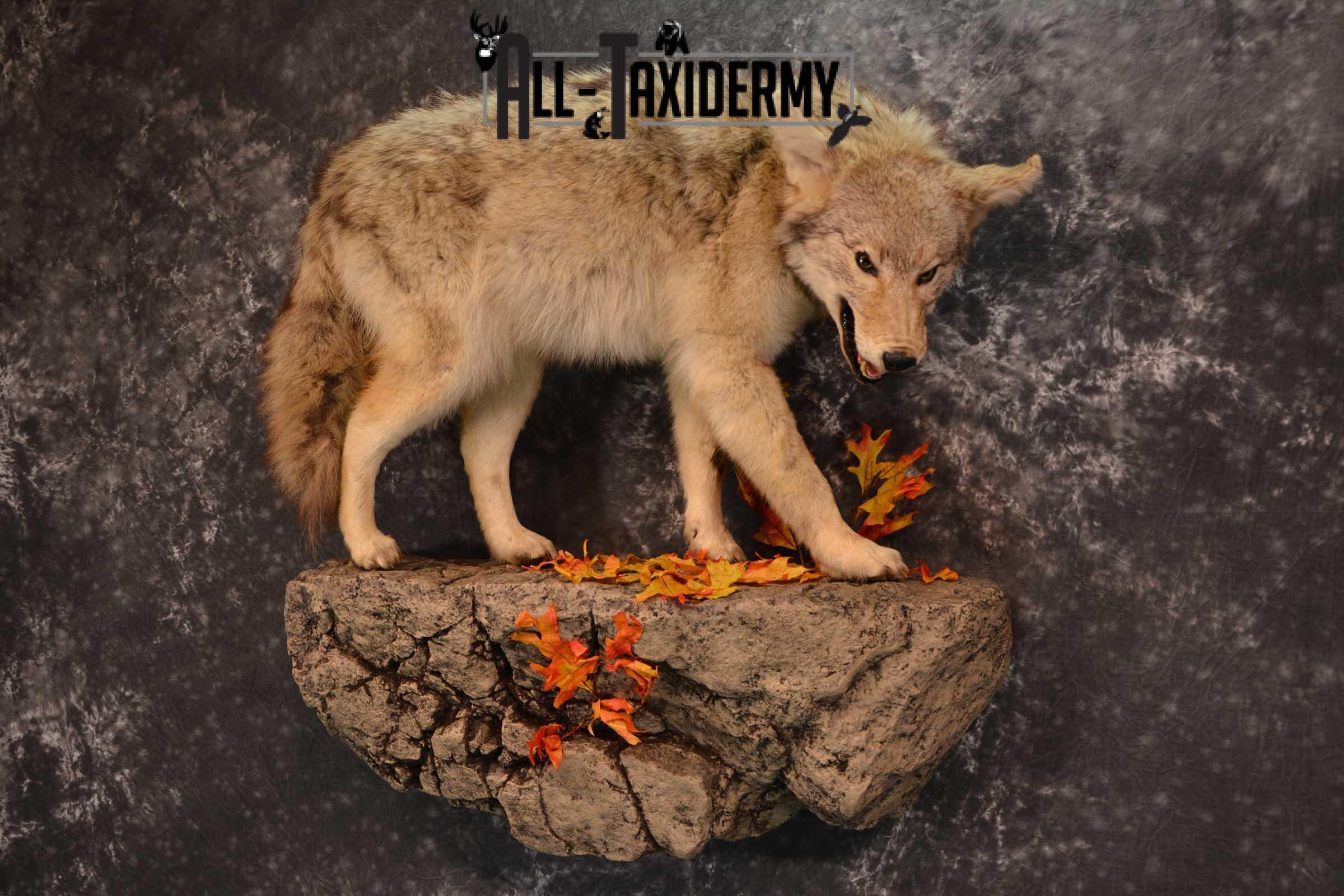 Full body Coyote Taxidermy mount for sale SKU 1827 - Image 8