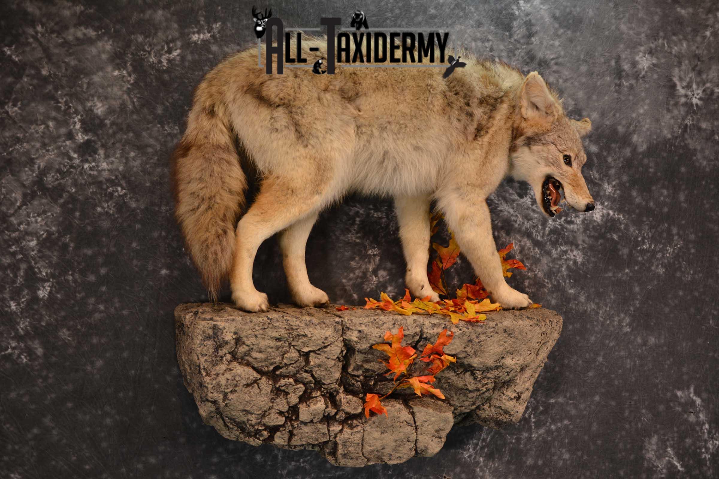 Full body Coyote Taxidermy mount for sale SKU 1827 - Image 6