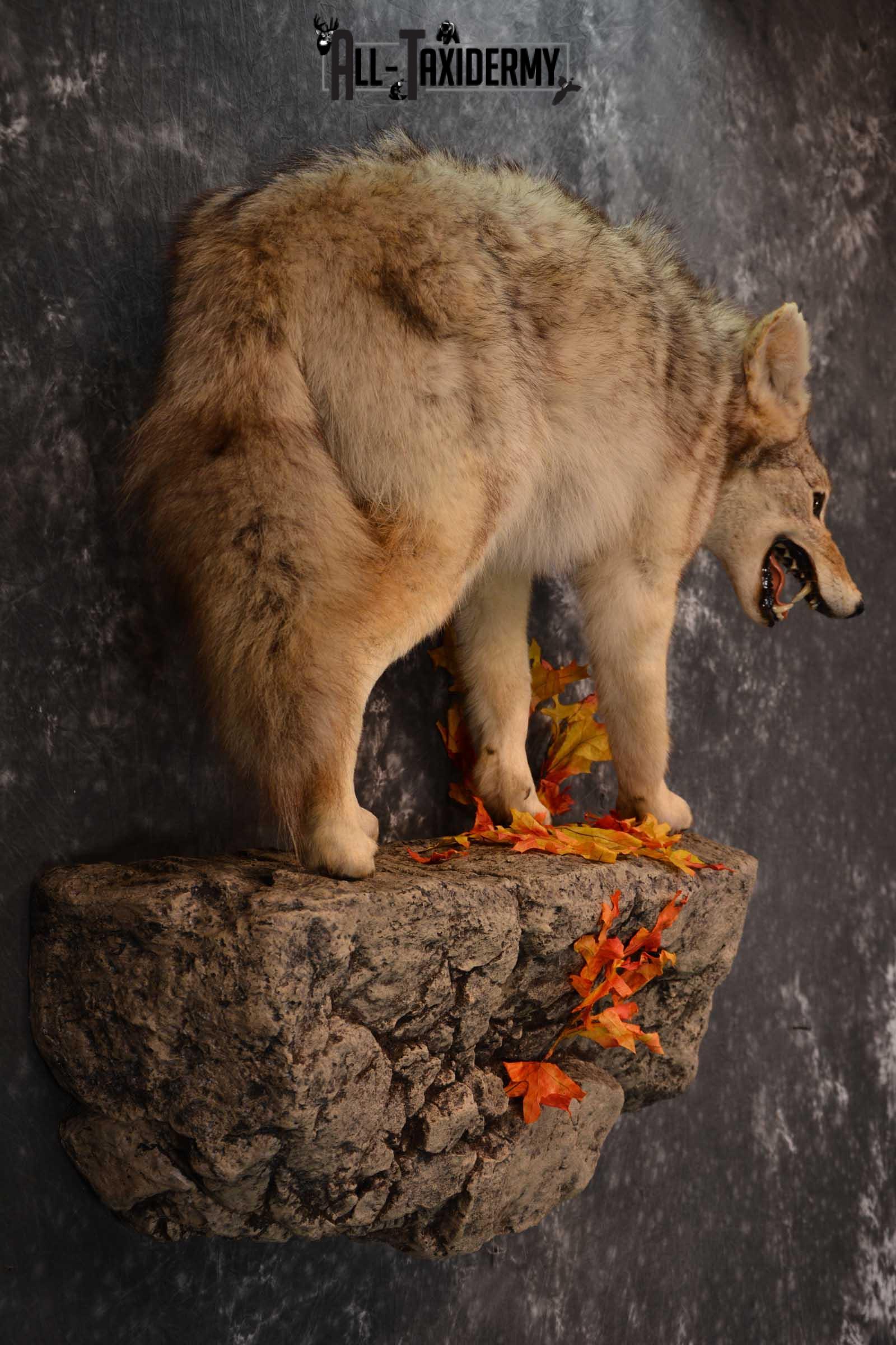 Full body Coyote Taxidermy mount for sale SKU 1827 - Image 5