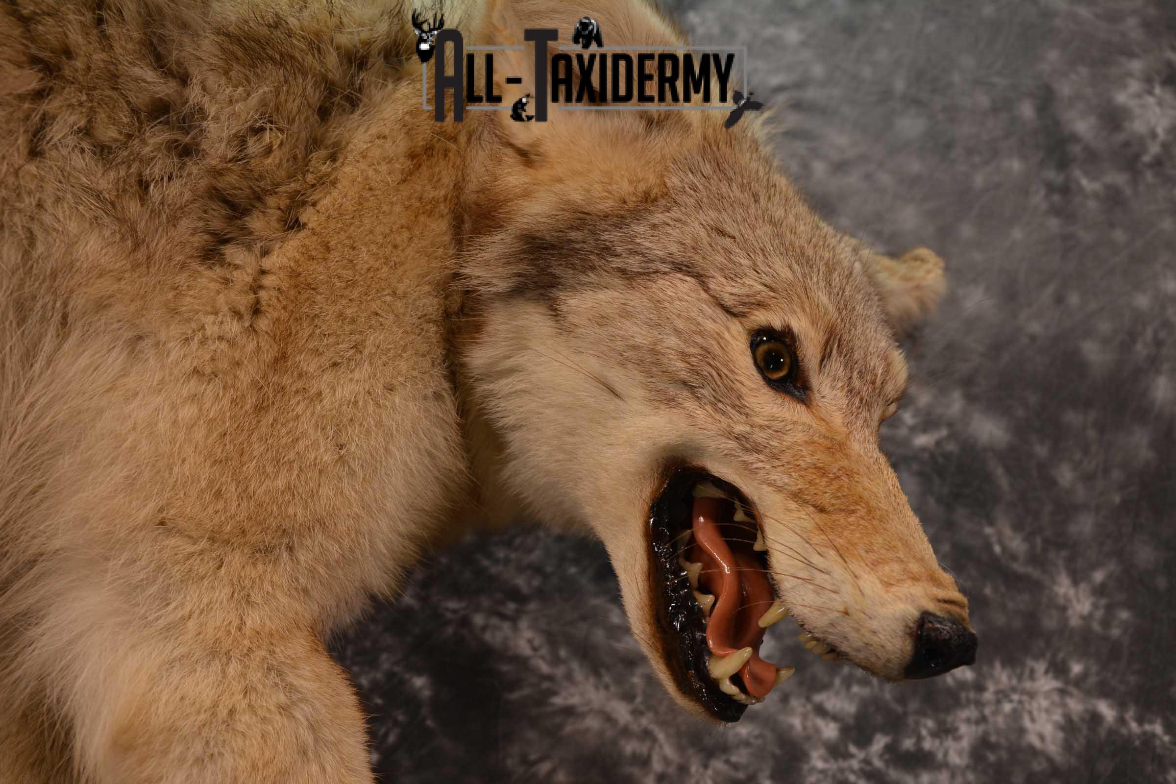 Full body Coyote Taxidermy mount for sale SKU 1827 - Image 4