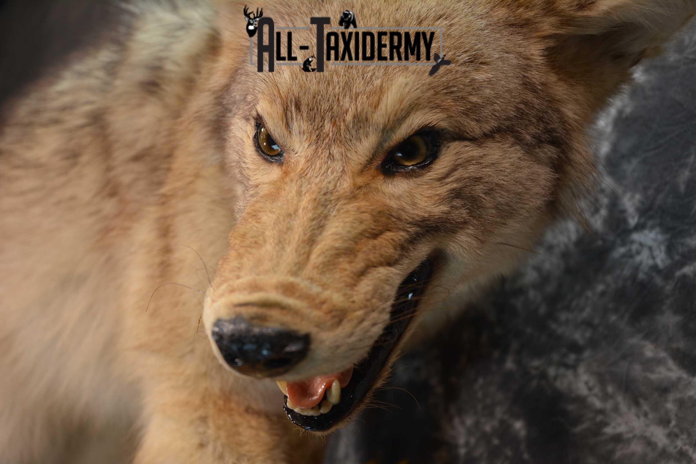 Full body Coyote Taxidermy mount for sale SKU 1827 - Image 3