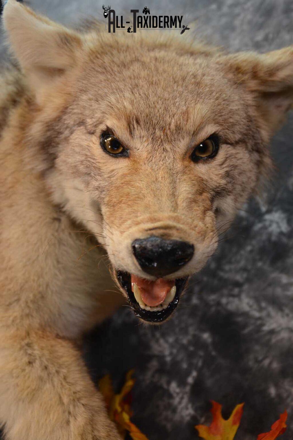 stuffed coyote taxidermy