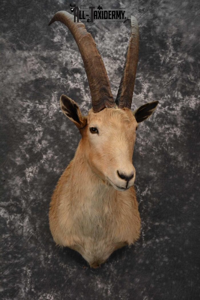 Hybrid Ibex taxidermy shoulder mount for sale SKU 1789