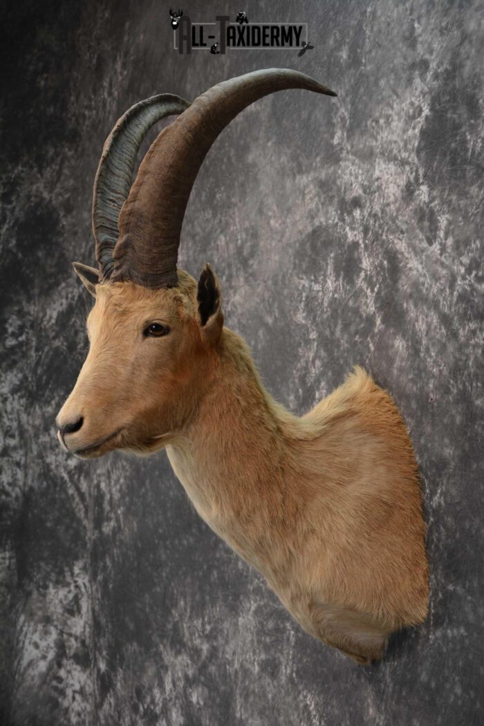 Hybrid Ibex taxidermy shoulder mount for sale SKU 1789