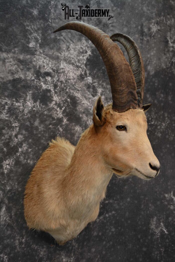 Hybrid Ibex taxidermy shoulder mount for sale SKU 1789