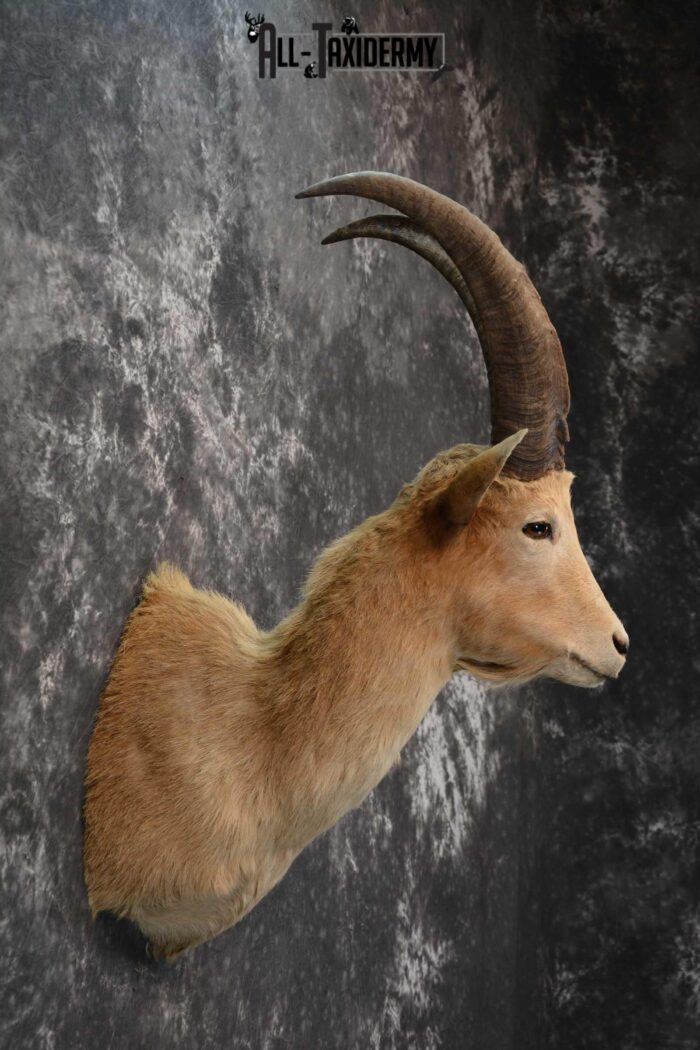 Hybrid Ibex taxidermy shoulder mount for sale SKU 1789