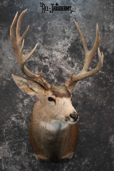 Massive Mule Deer taxidermy shoulder mount for sale SKU 1815