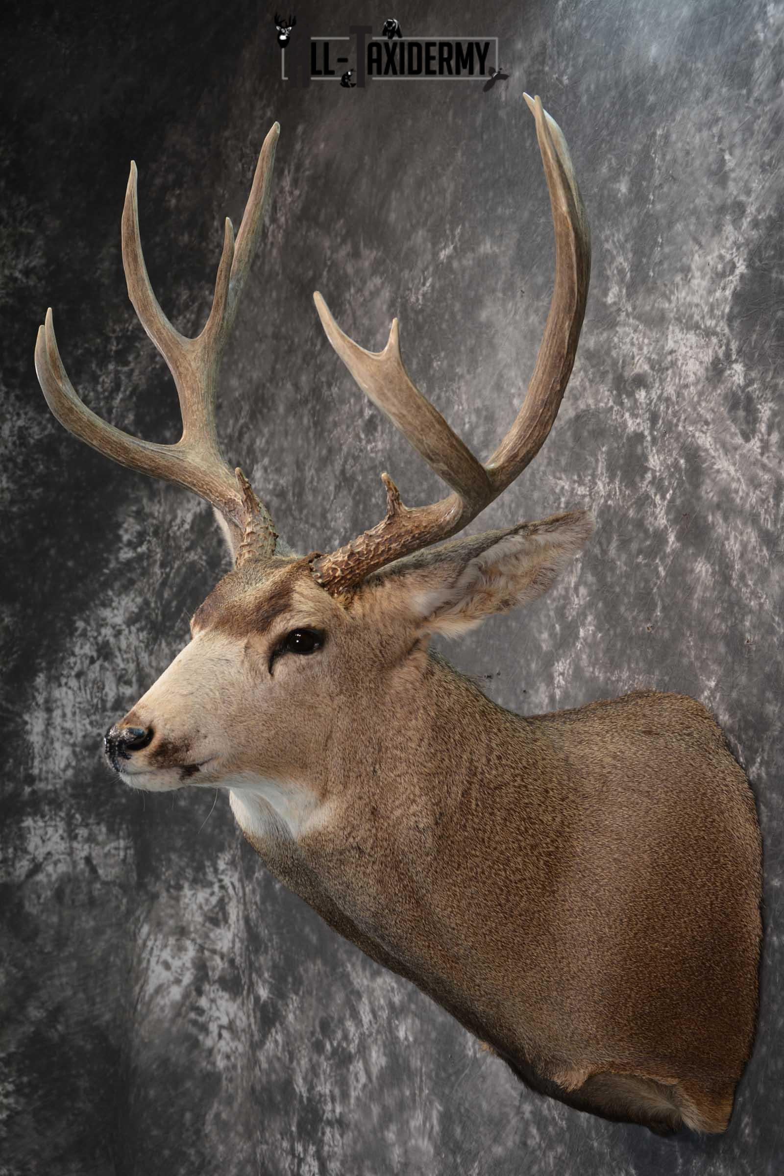 Massive Mule Deer taxidermy shoulder mount for sale SKU 1815 - Image 7